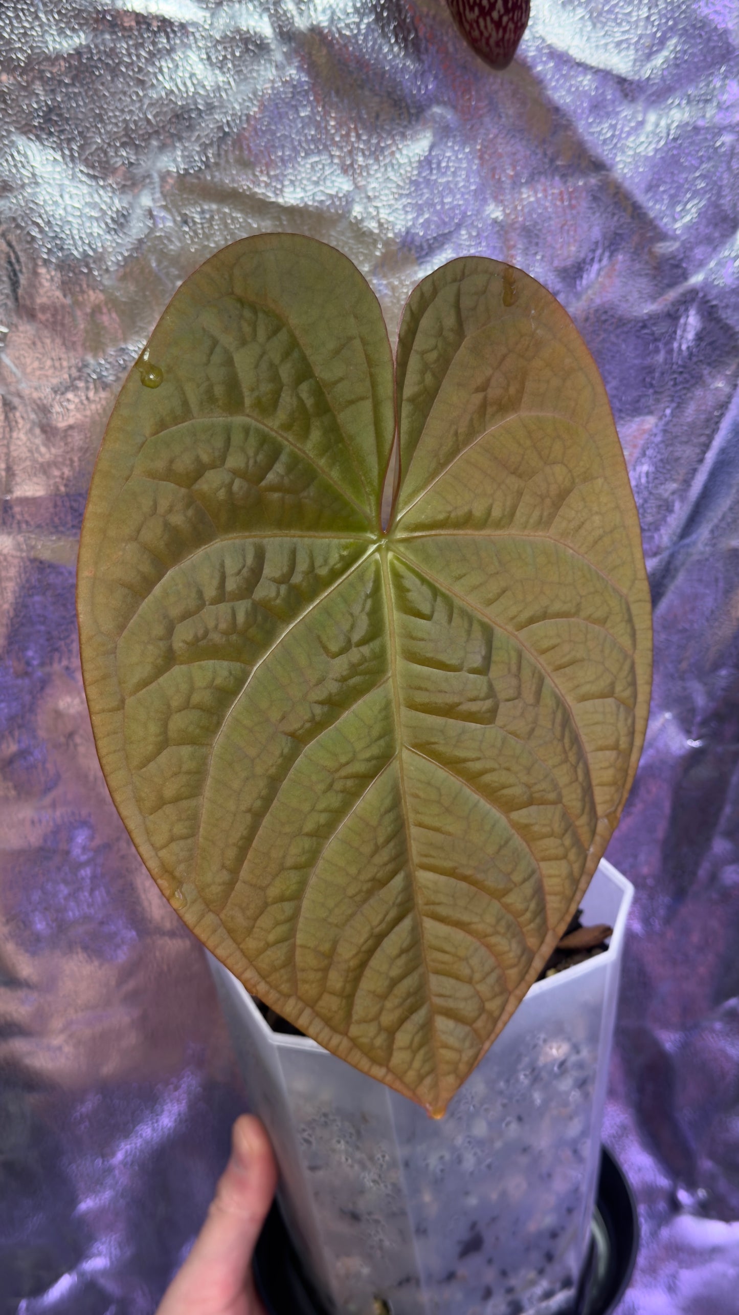 Anthurium magnificum x luxurians