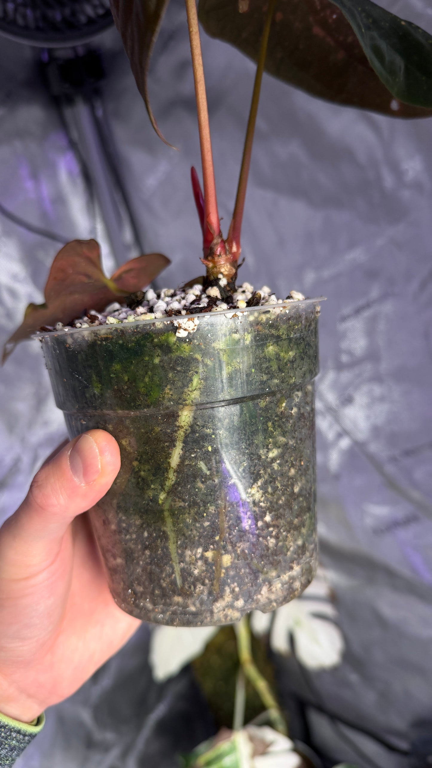 Anthurium pap RL x FS