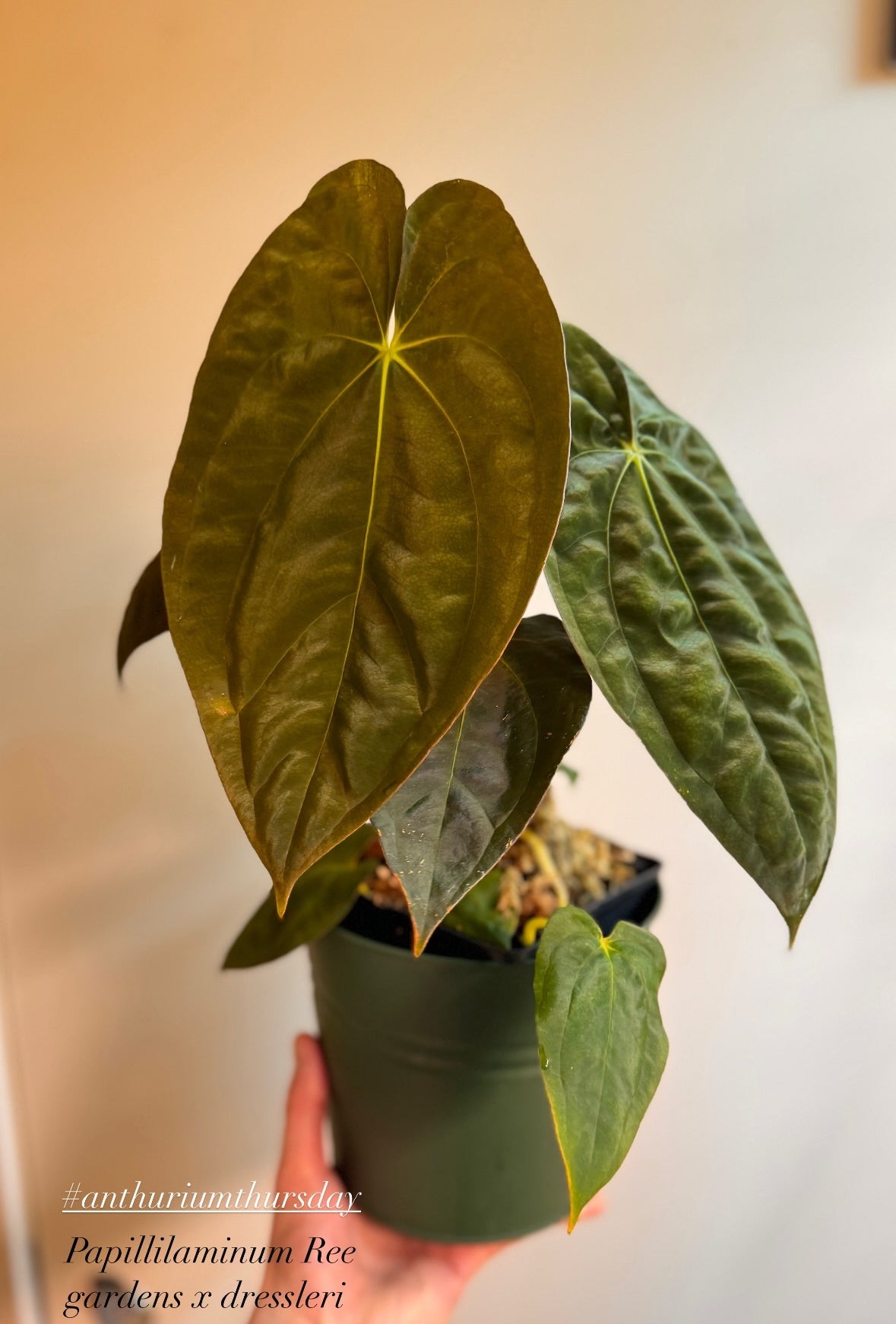Anthurium papillilaminum «Ree gardens» x dressleri