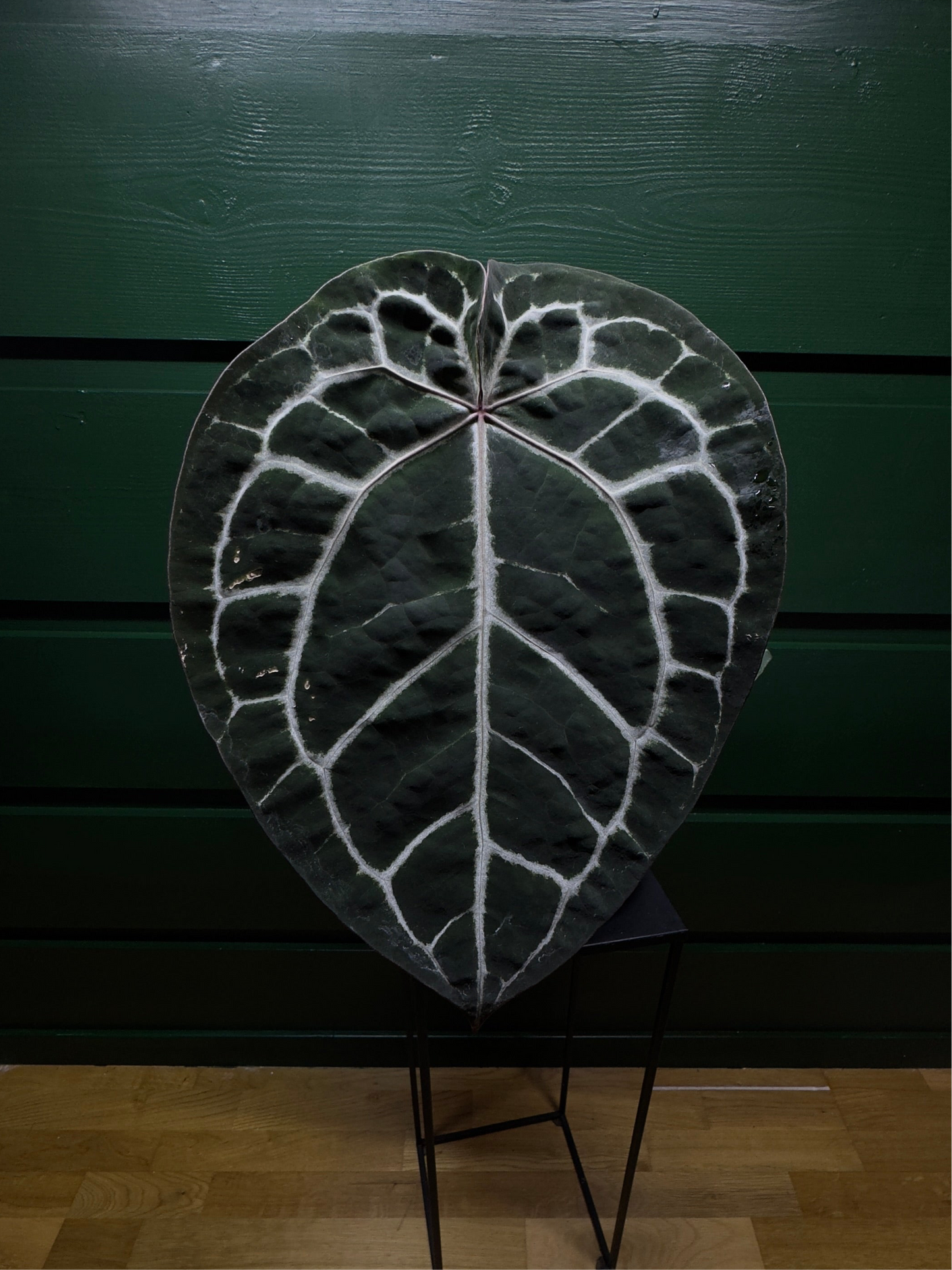 Anthurium (carla x pap) x doc block «Michelle»
