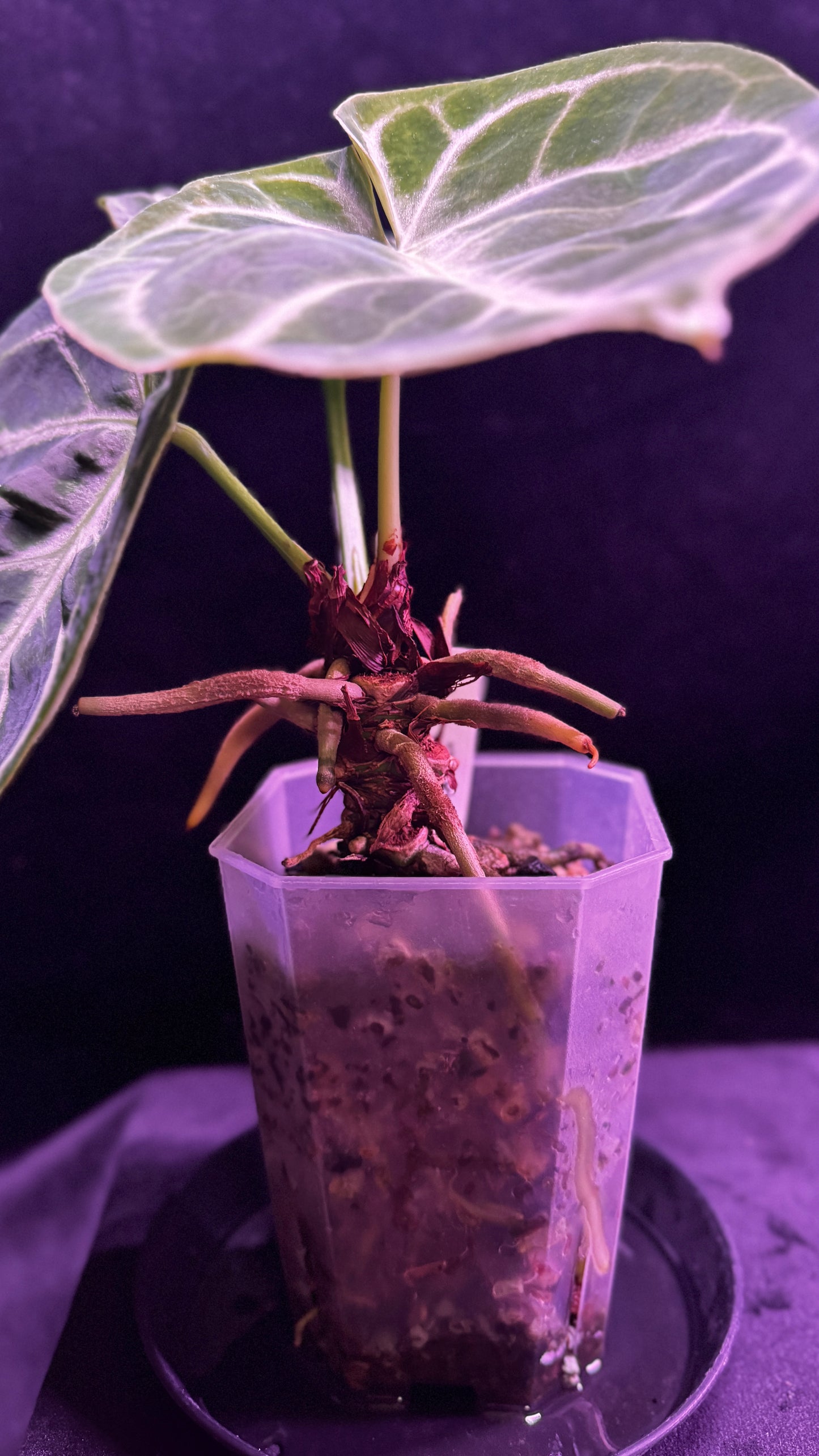 Anthurium Dorayaki