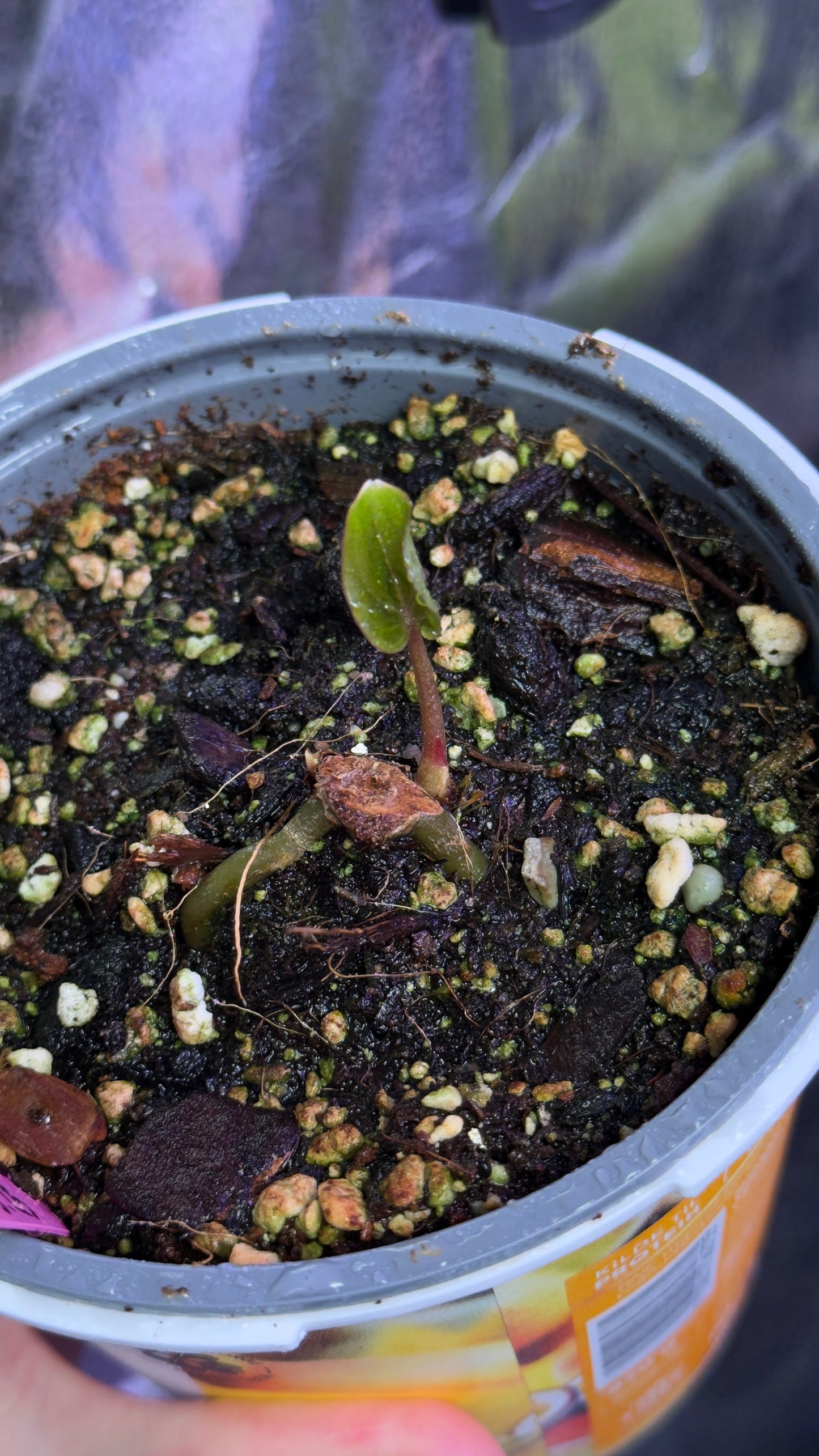 Anthurium AOS (tezula) Buttcut
