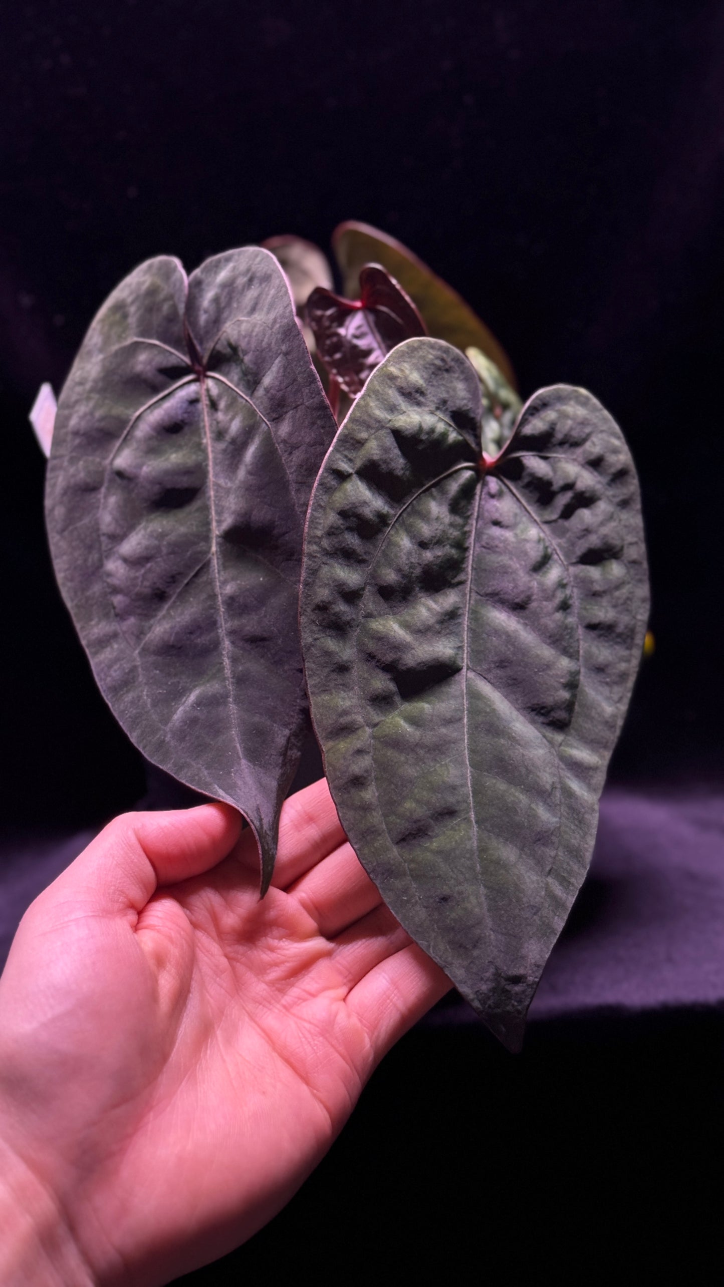 Anthurium AOS (tezula) Buttcut