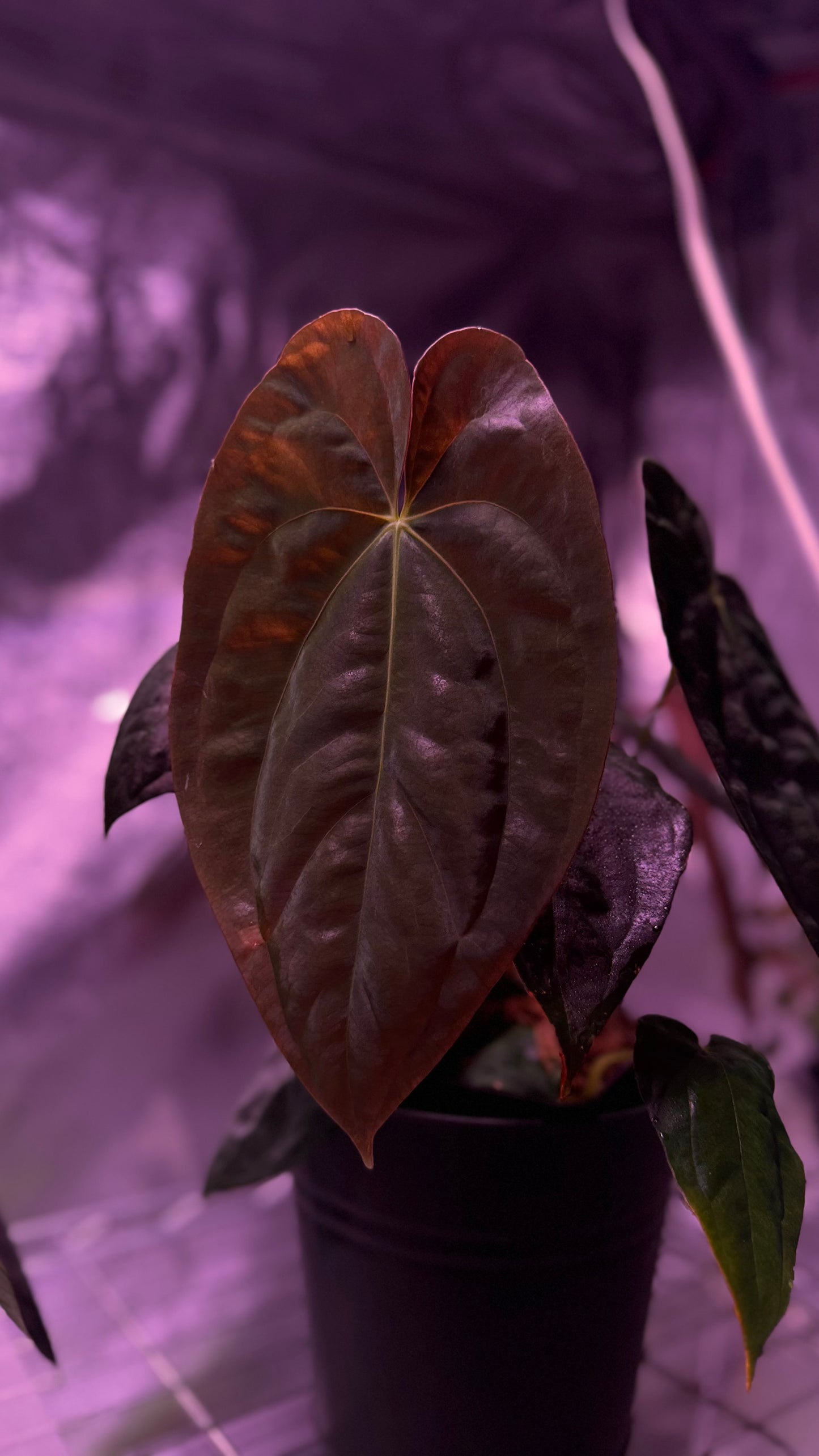 Anthurium papillilaminum «Ree gardens» x dressleri