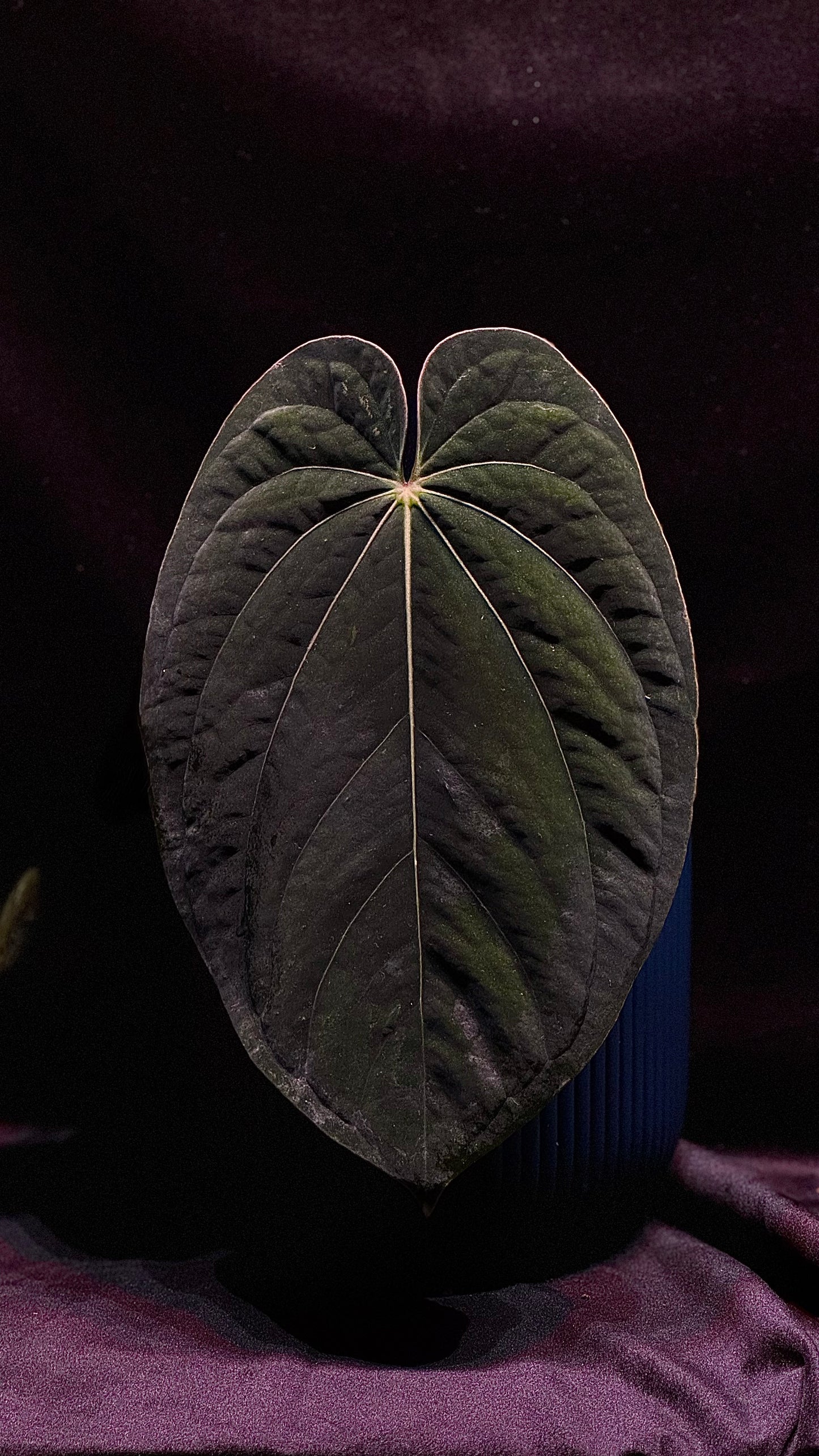 Anthurium (Antolakii round x RA1) x (Subsignatum x pap «Marie»)