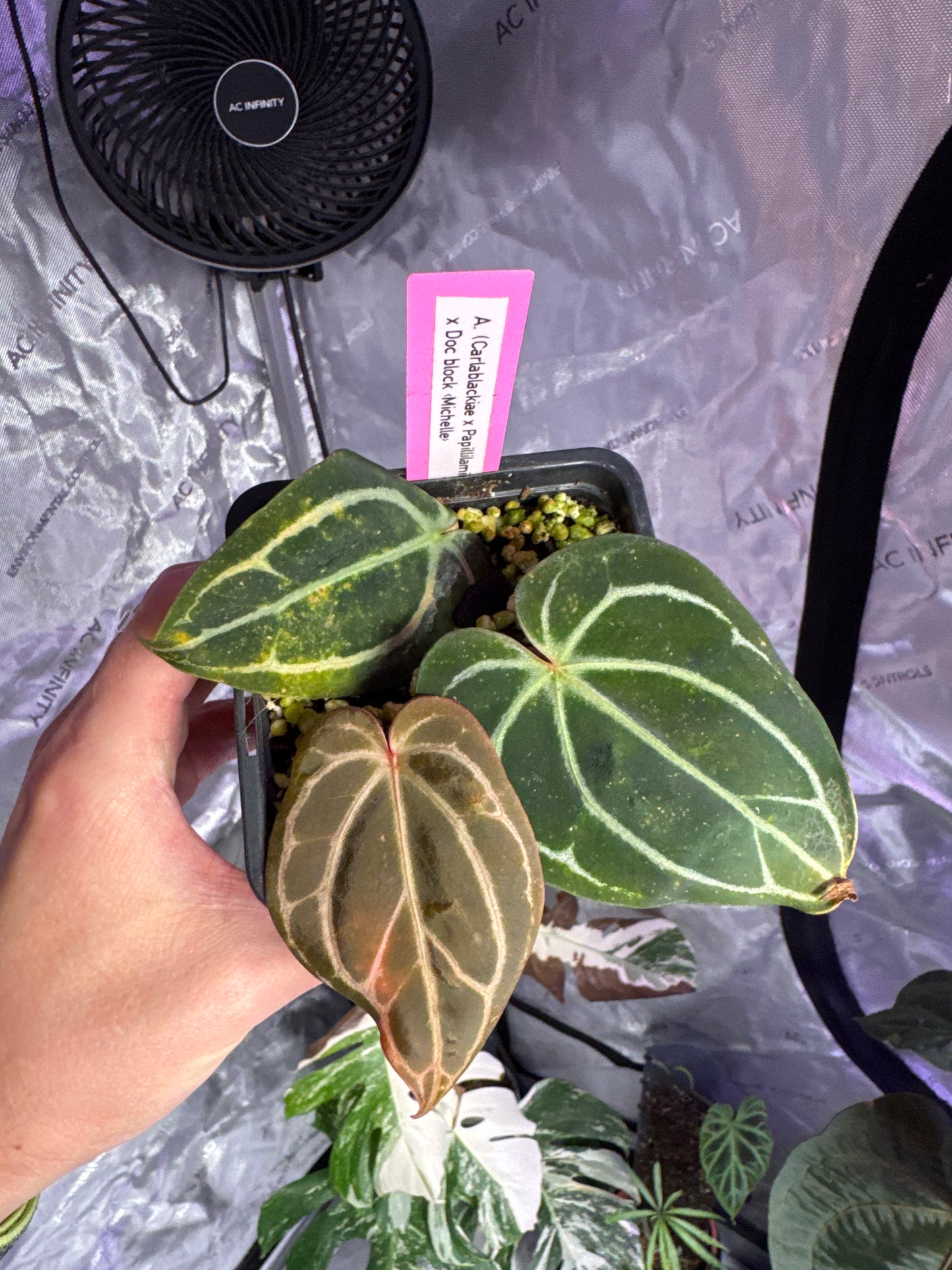 Anthurium (carla x pap) x doc block «Michelle»