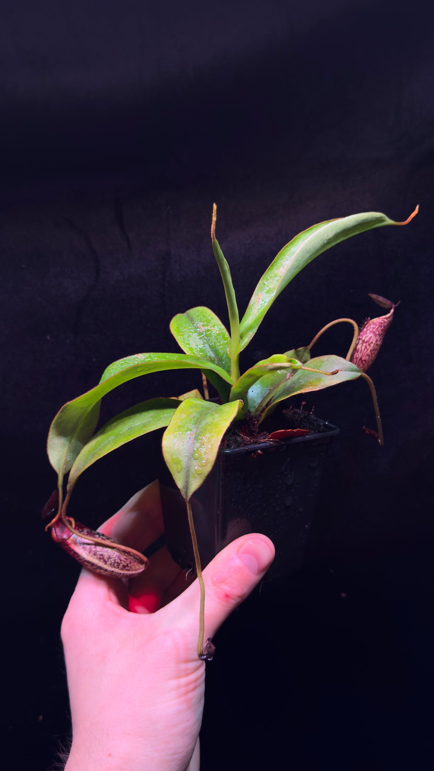 N. Spectabilis