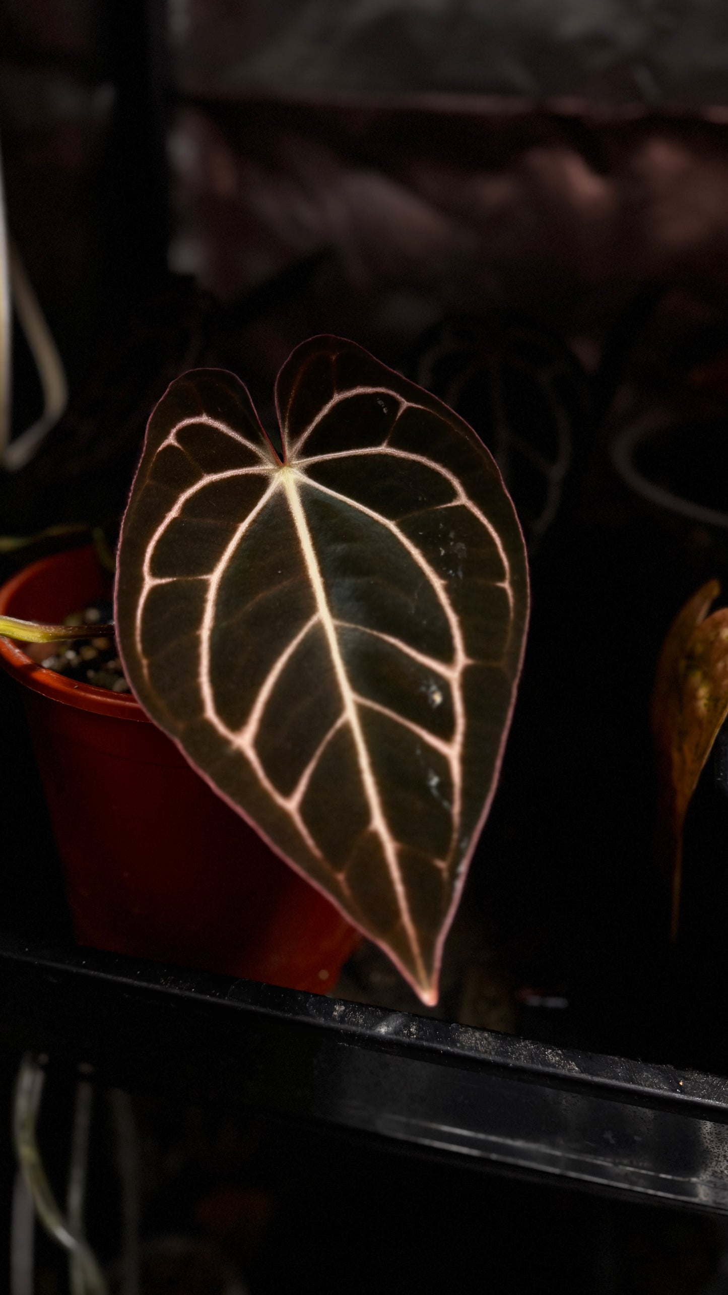 Anthurium Carlablackiae RA4 x OG1 buttcut Klone (B)