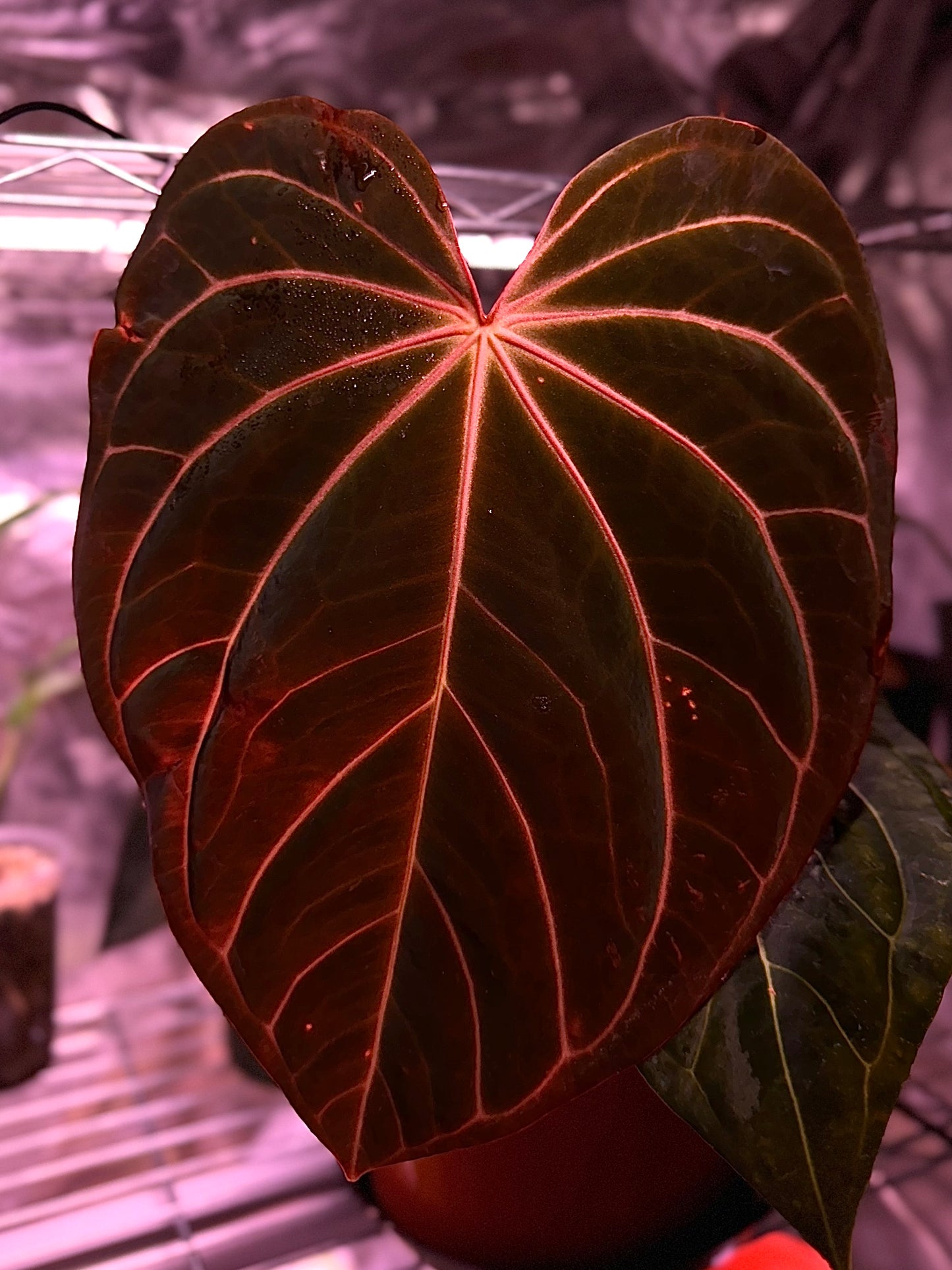 Anthurium Carlablackiae x Papillilaminum F2 Buttcut