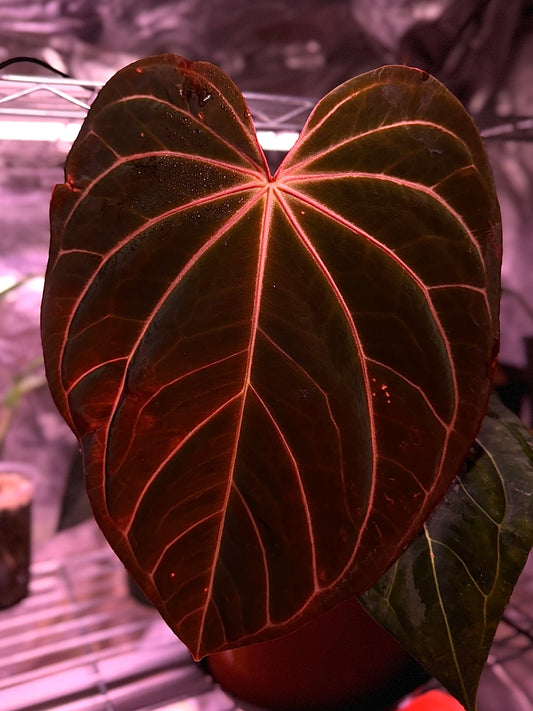 Anthurium (carla x pap) x doc block «Michelle»