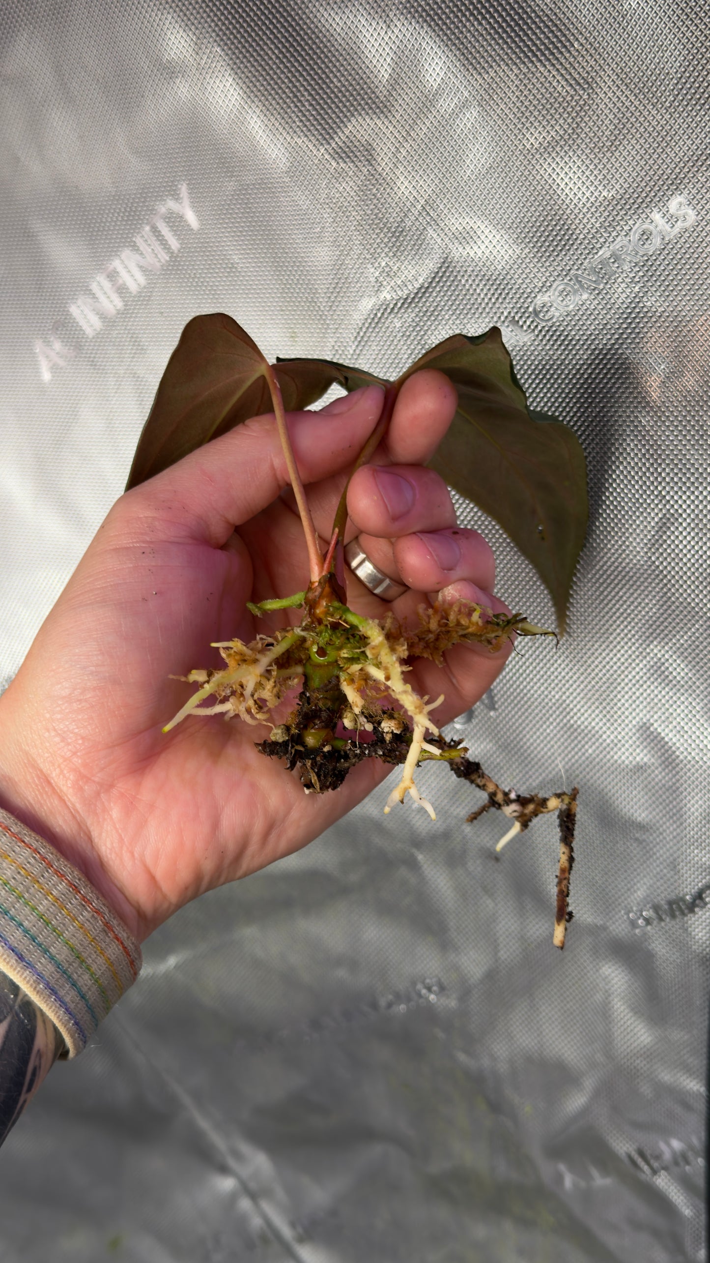 Anthurium (Subsignatum x papillilaminum Marie) x papillilaminum Grim Reaper