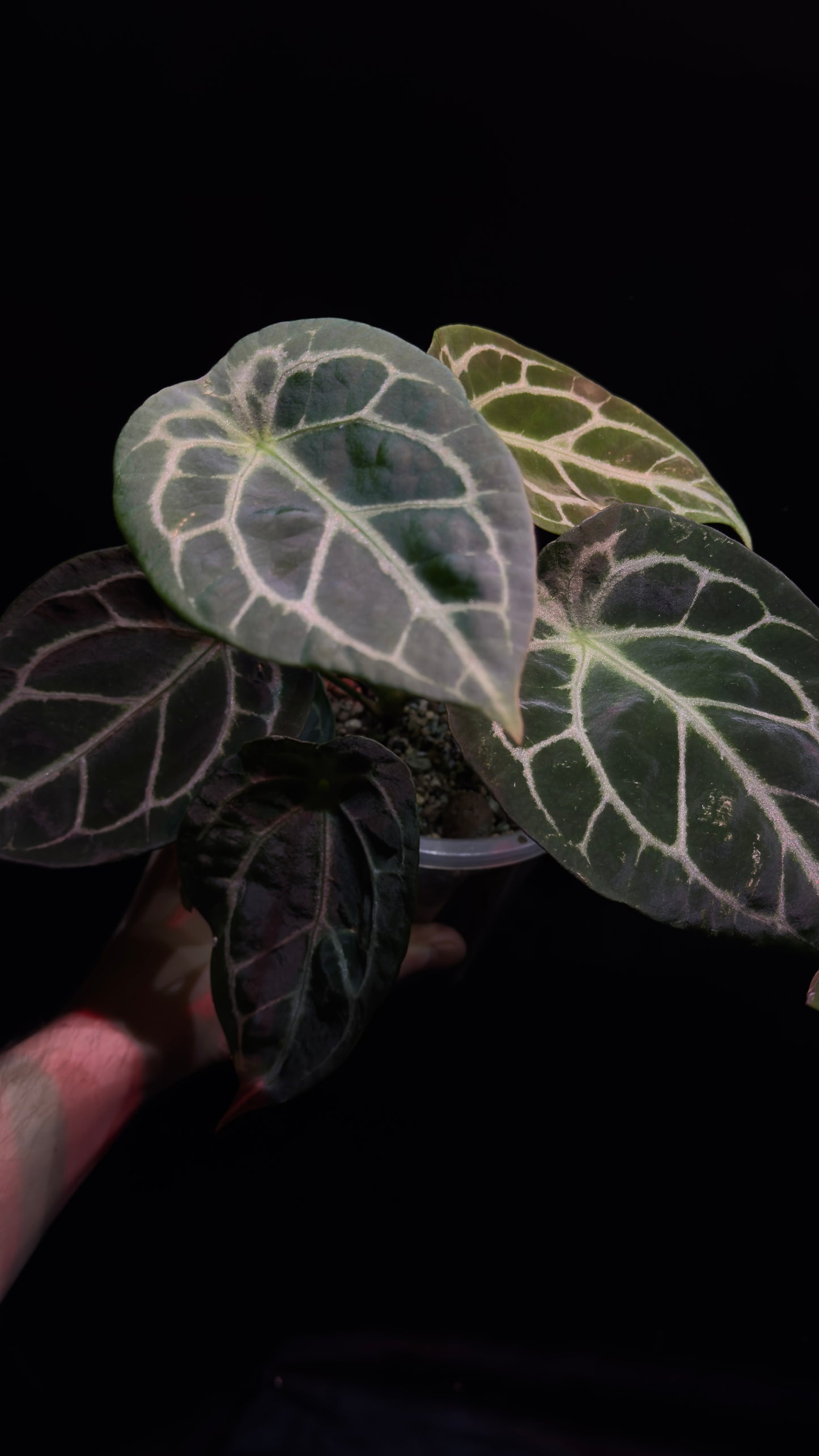 A. Forgetii silver