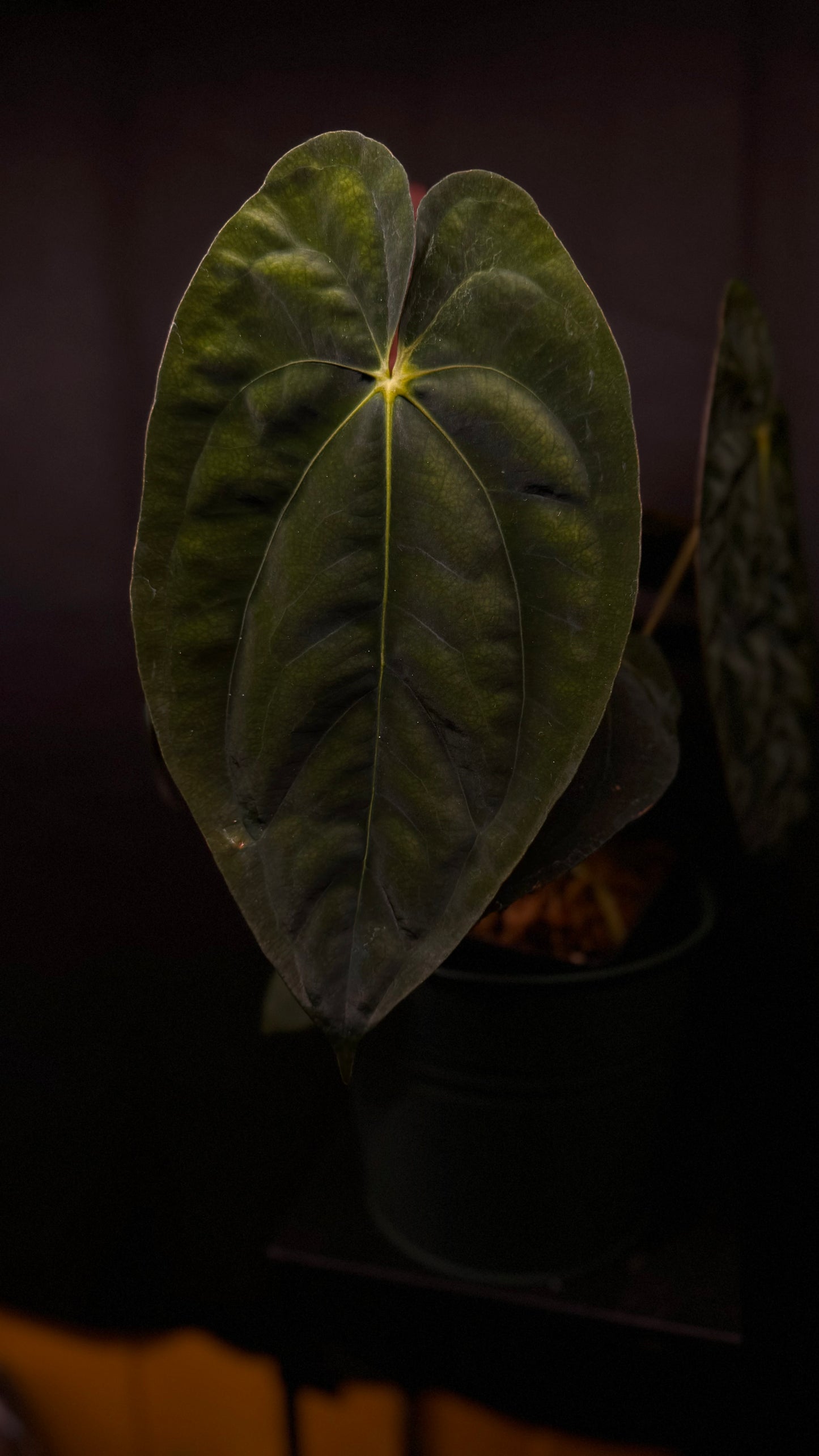 Anthurium papillilaminum «Ree gardens» x dressleri