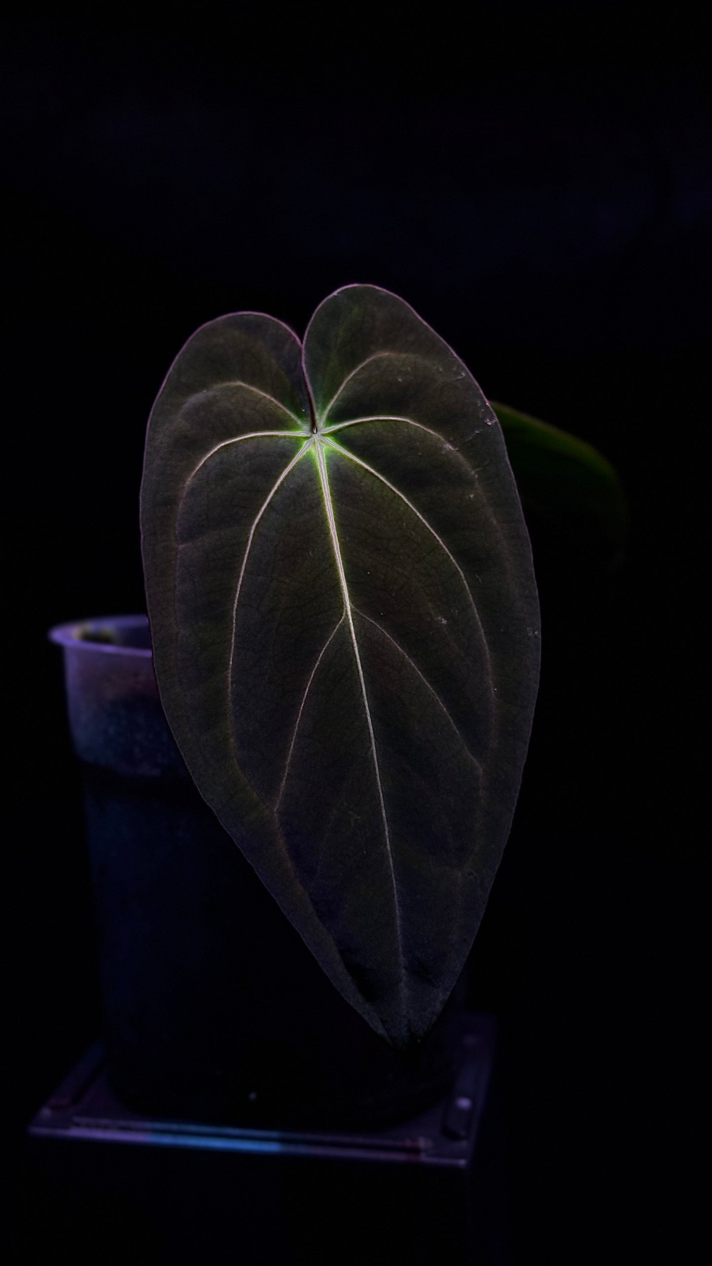 Anthurium papillilaminum (long x bullet) x carlablackiae klone