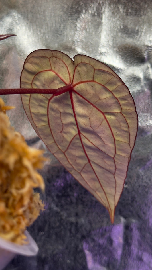 Anthurium red crystallinum (Tezula)