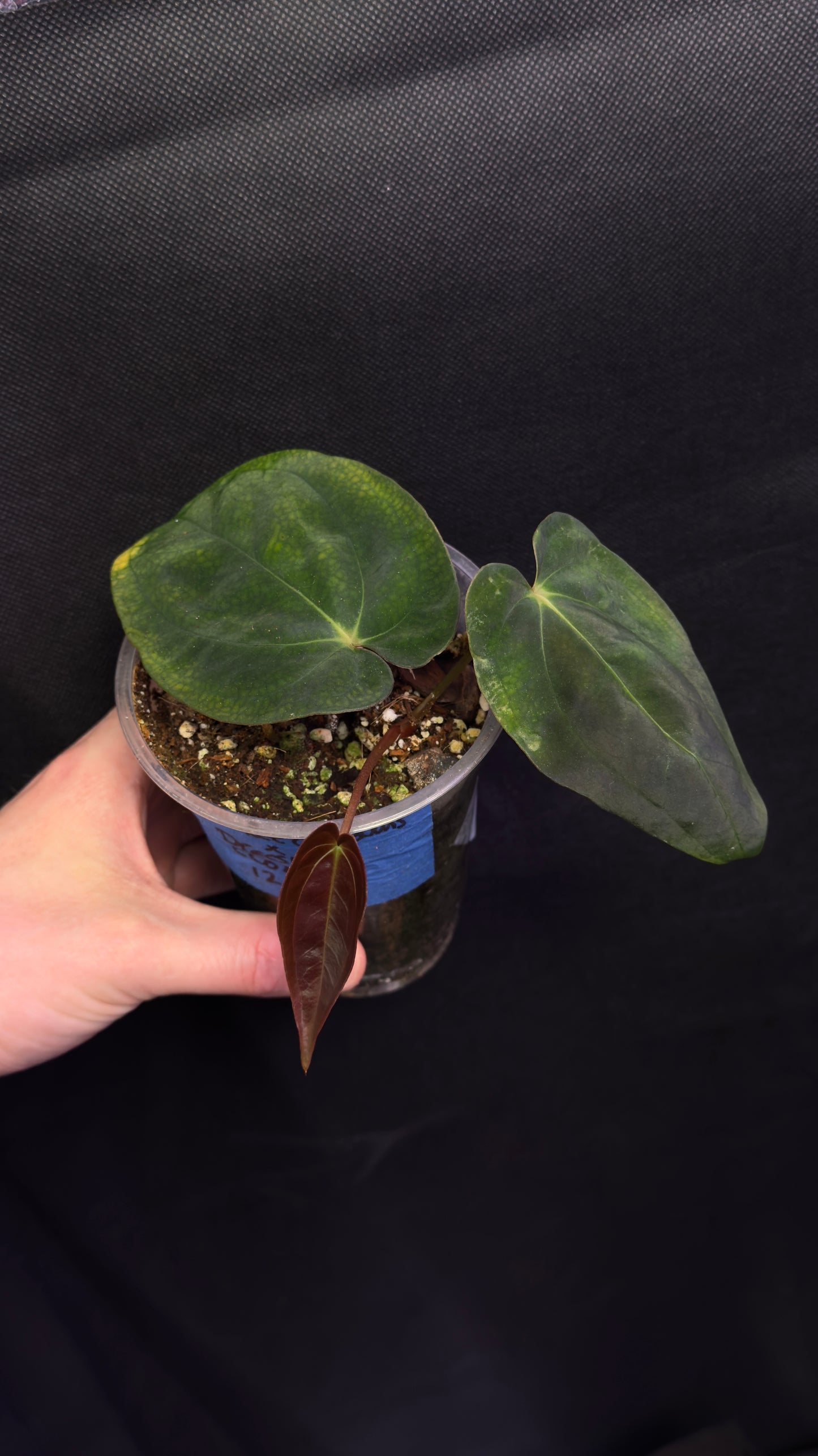 Anthurium papillilaminum «Ree gardens» x dressleri (B)