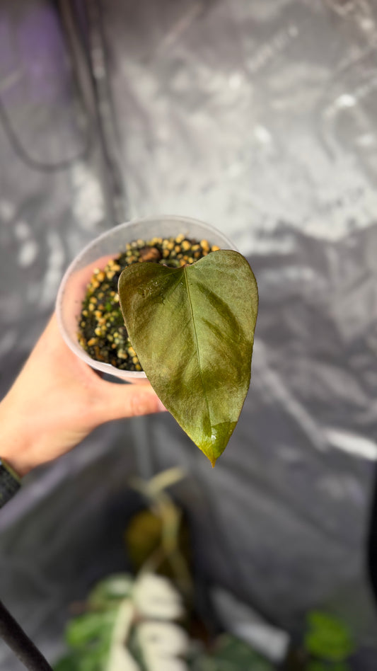 A. Portillae dark form x self klone