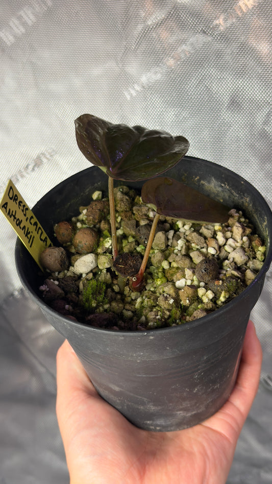 Anthurium (Dressleri RG F1 x Carlablackiae) x Antolakii klone