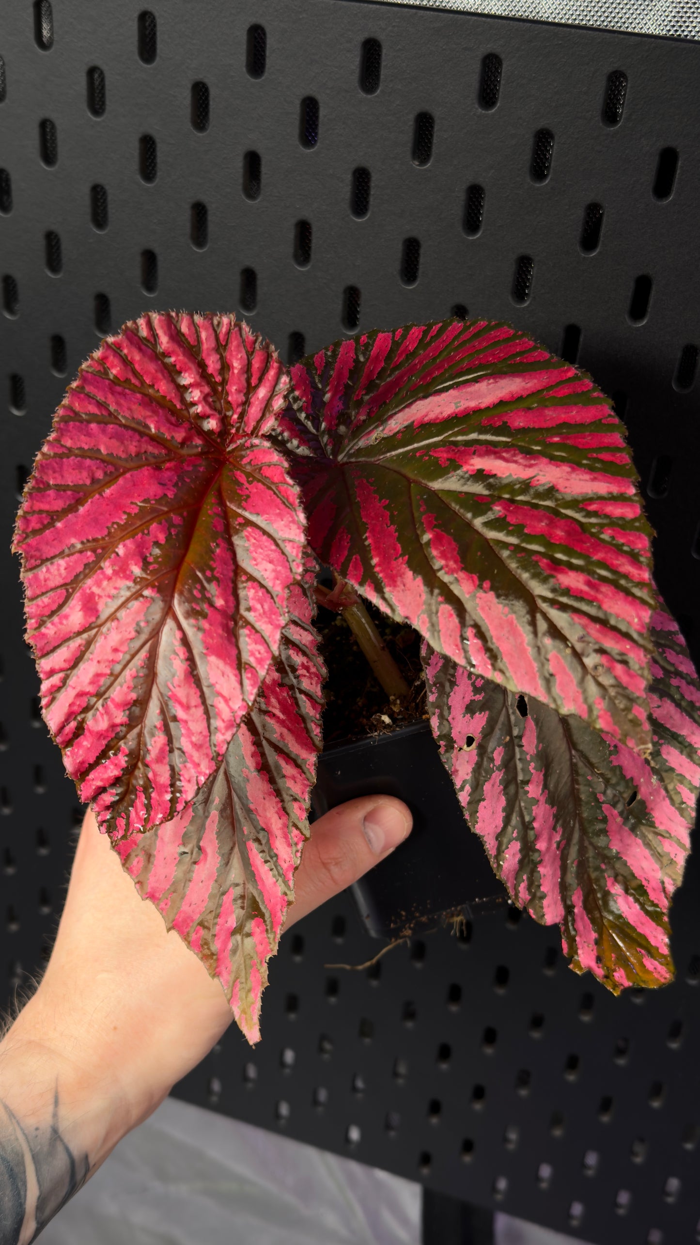 Begonia brevrirmosa