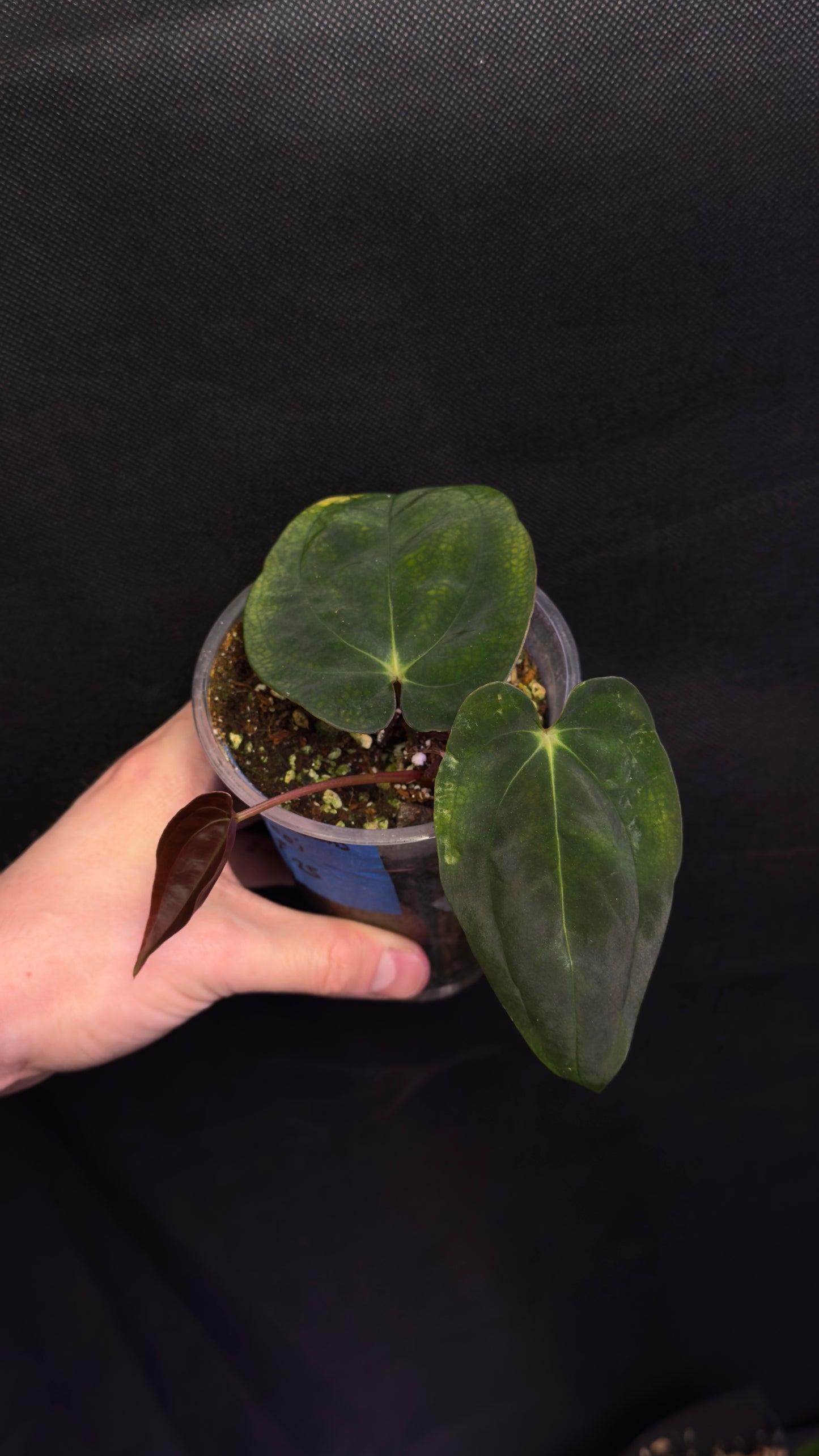 Anthurium papillilaminum «Ree gardens» x dressleri (B)