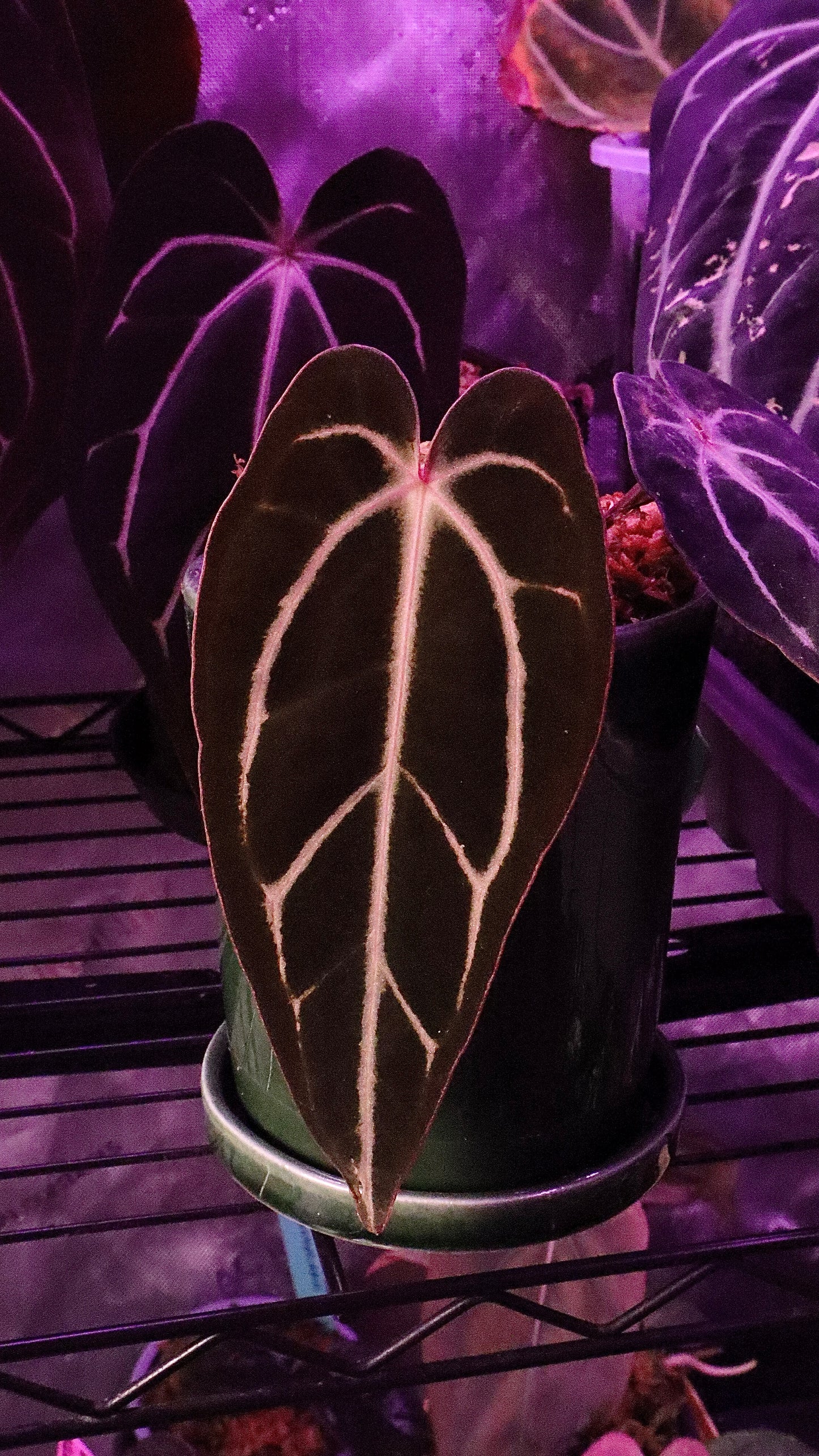 Anthurium Carlablackiae GPH-001 x self Klone