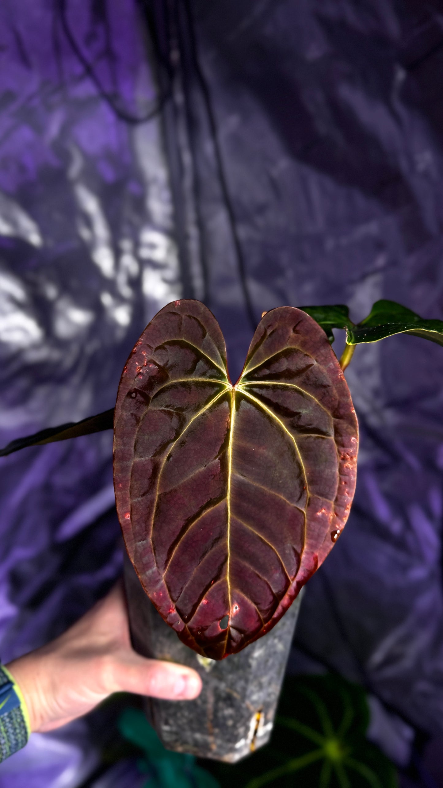 Anthurium besseae Aff. x luxurians