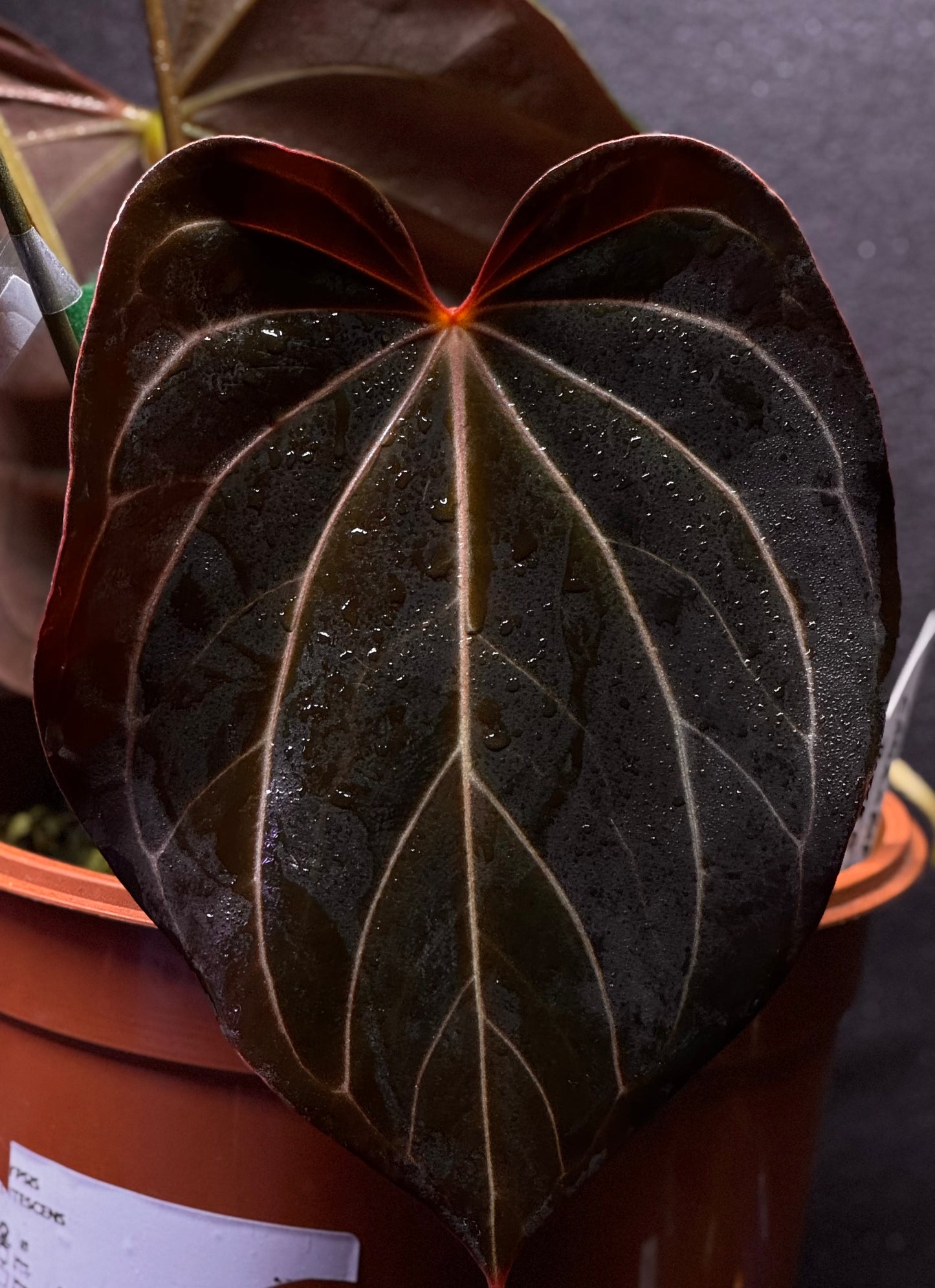 Anthurium Carlablackiae x Papillilaminum F2 Buttcut