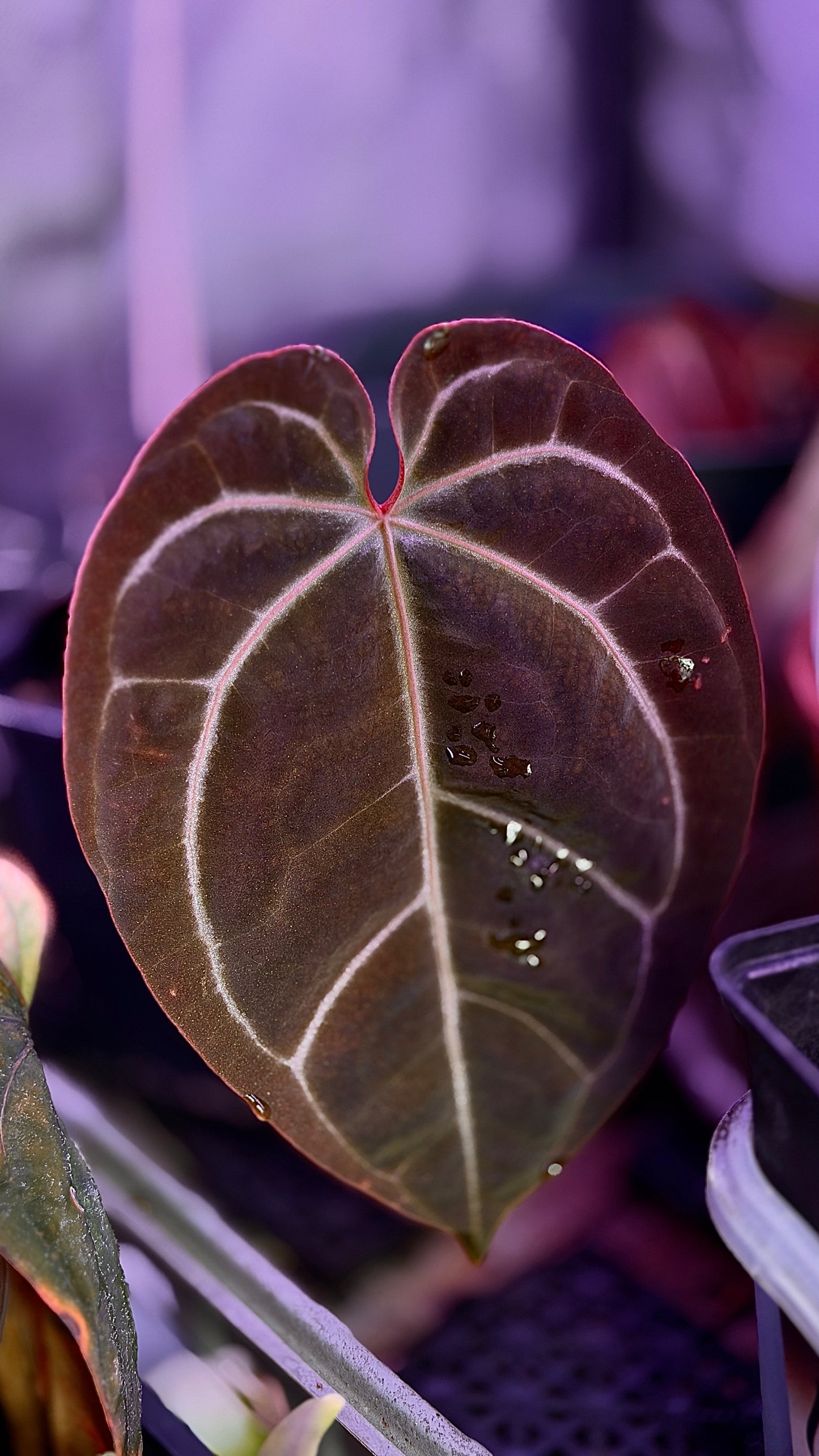 Anthurium Ace of spades x (zara x Michelle) klone