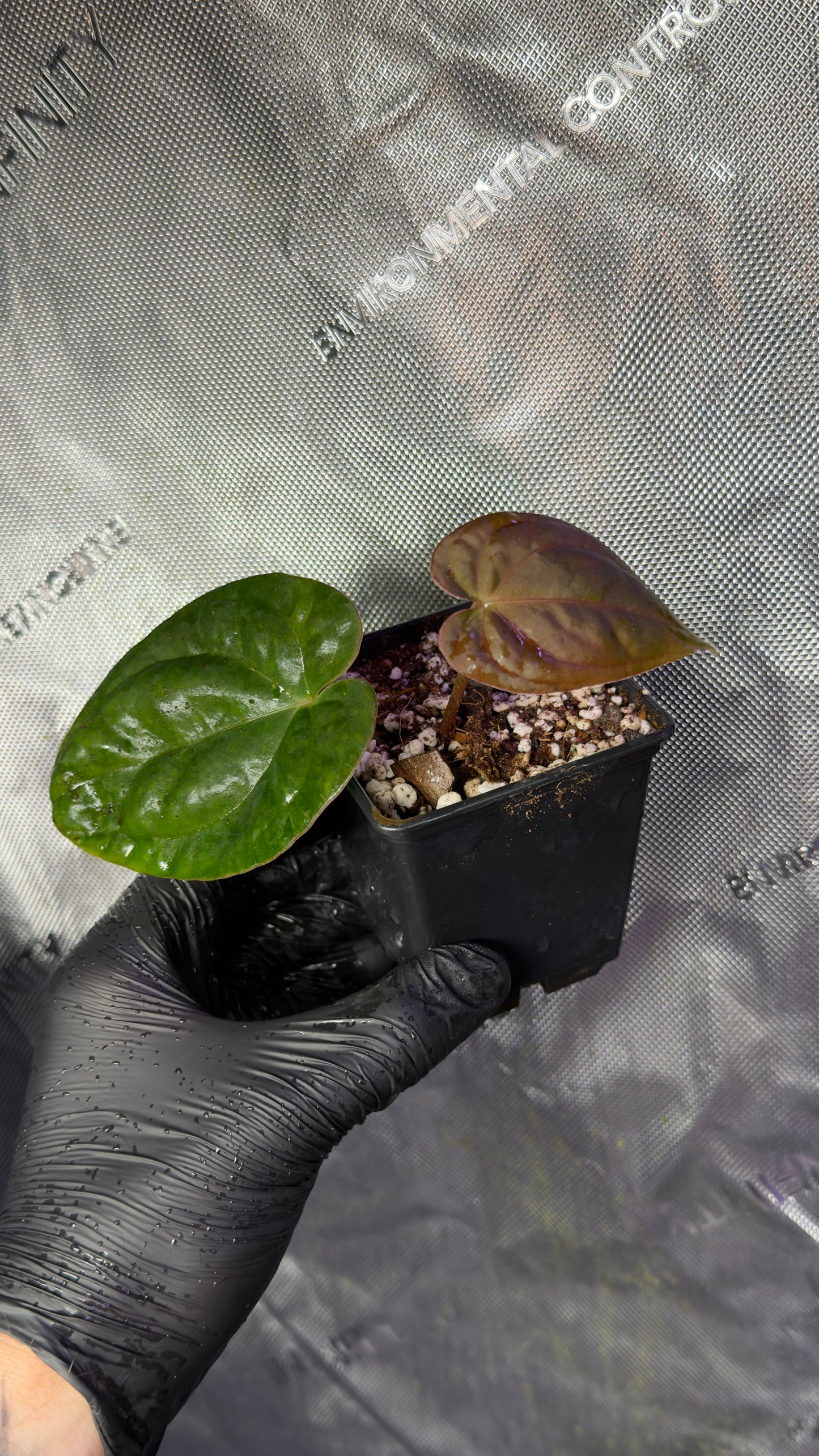 A. Antolakii x Dark Phoenix
