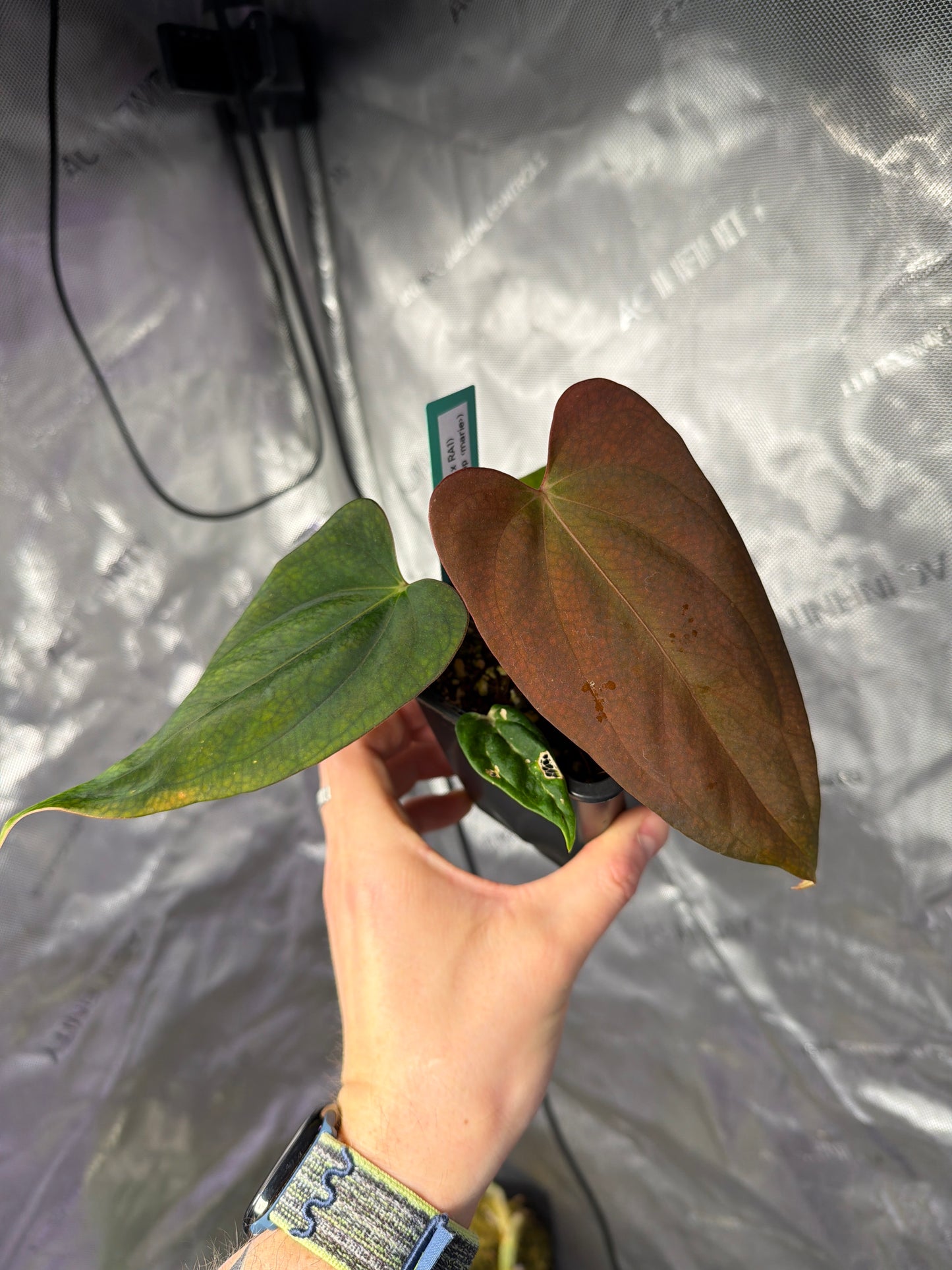 Anthurium (Antolakii round x RA1) x (Subsignatum x pap «Marie»)