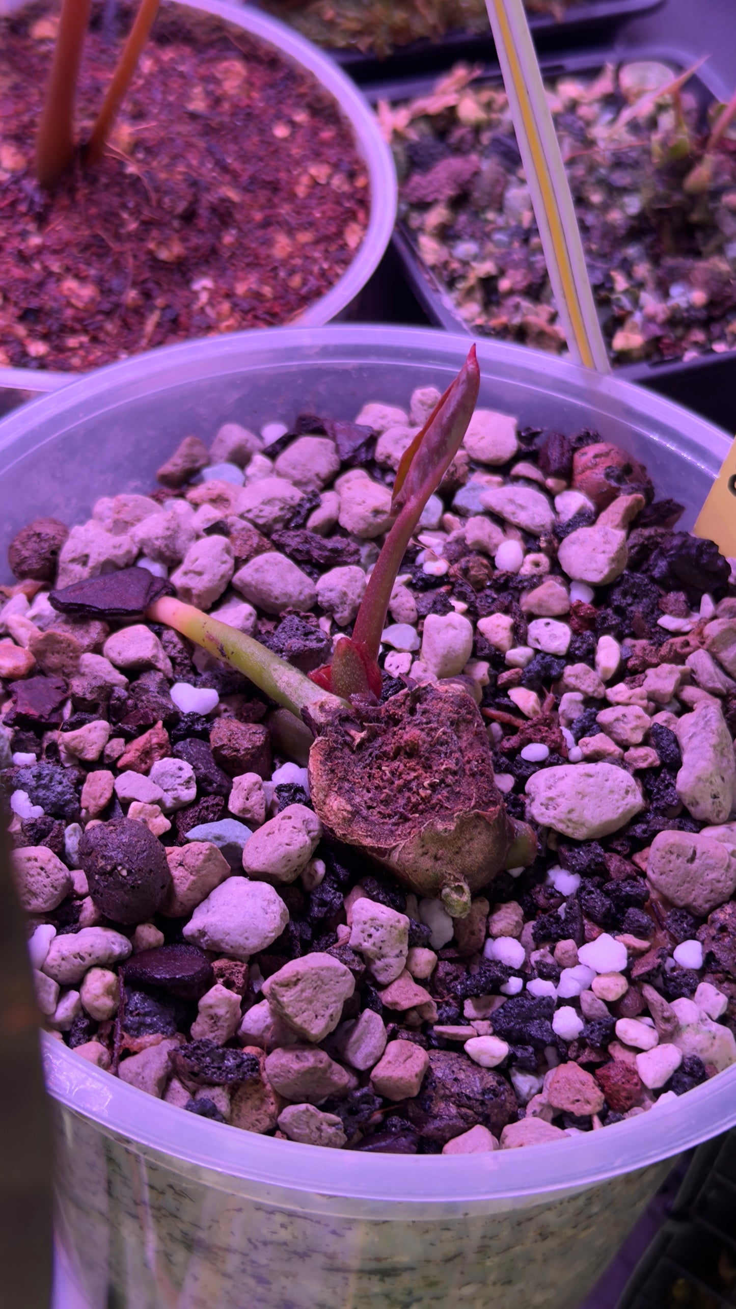 Anthurium King of spades klone