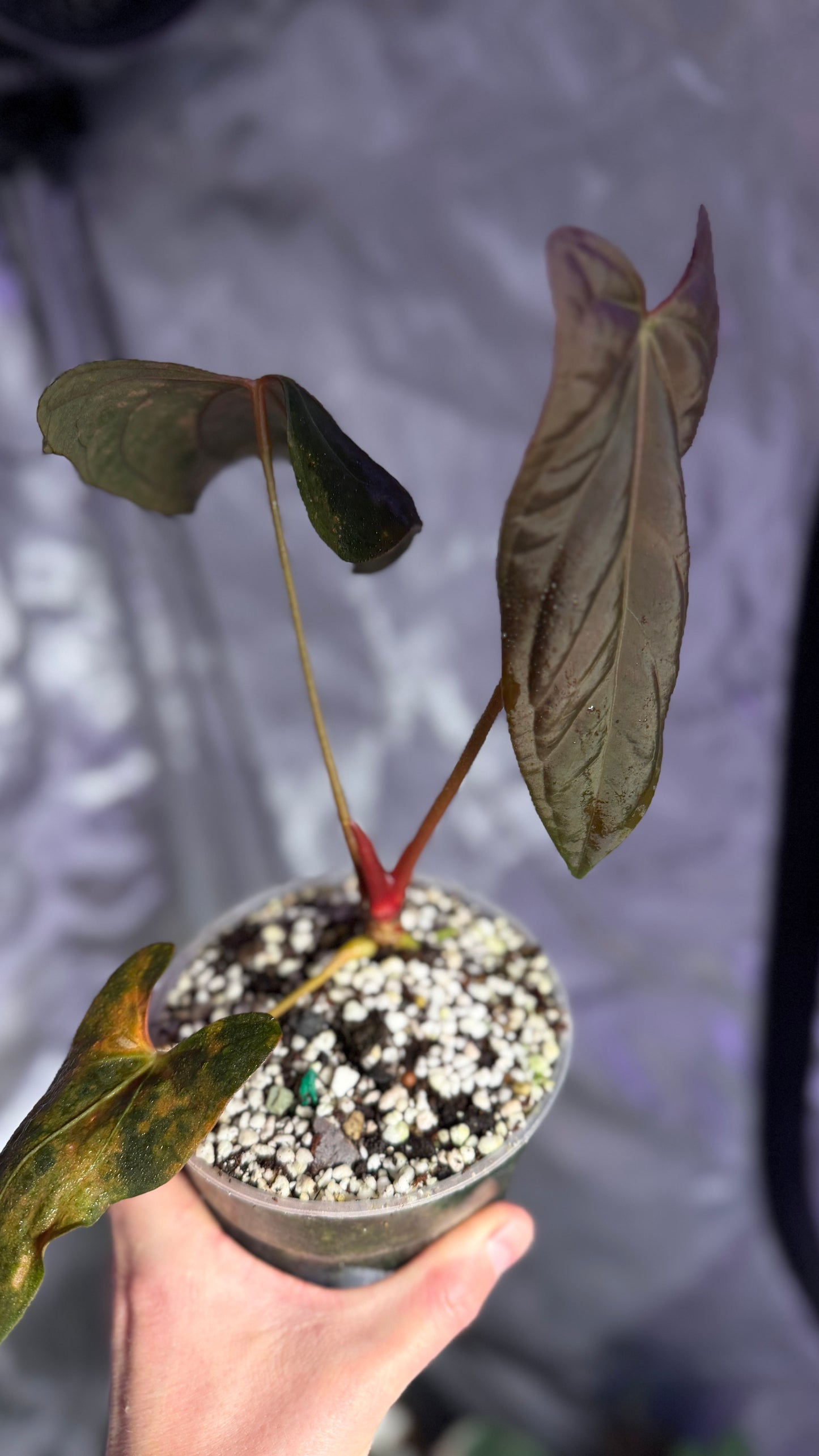 Anthurium pap RL x FS