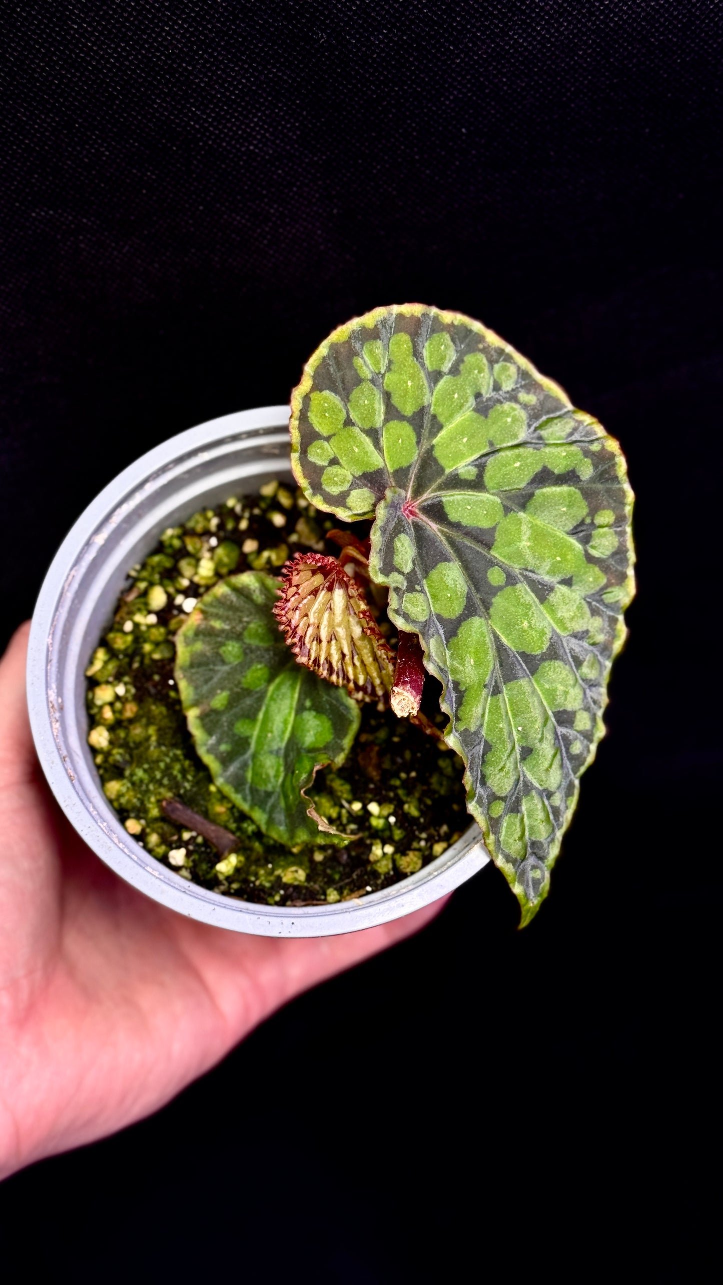 Begonia Chlorosticta x sp. Umbrella