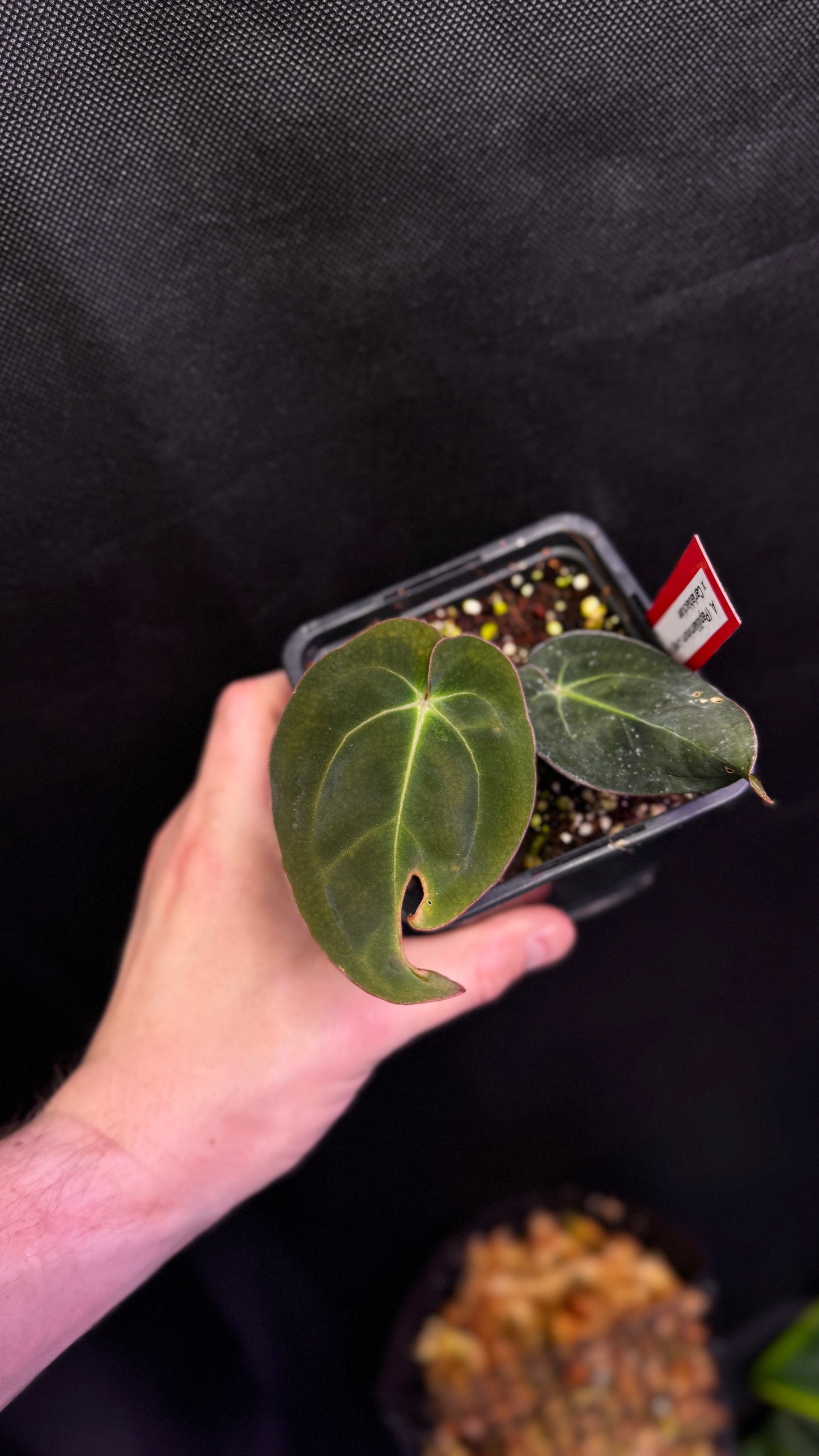 Anthurium papillilaminum (long x bullet) x carlablackiae klone