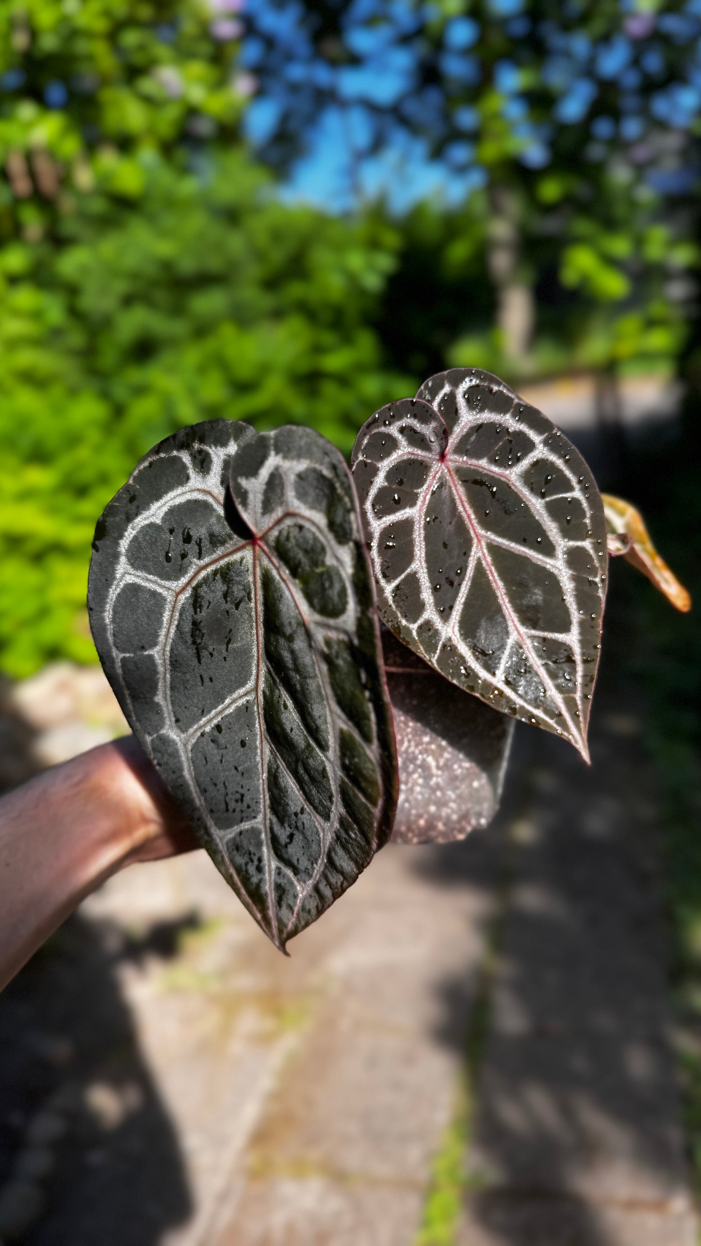 Anthurium Doc block Michelle klone