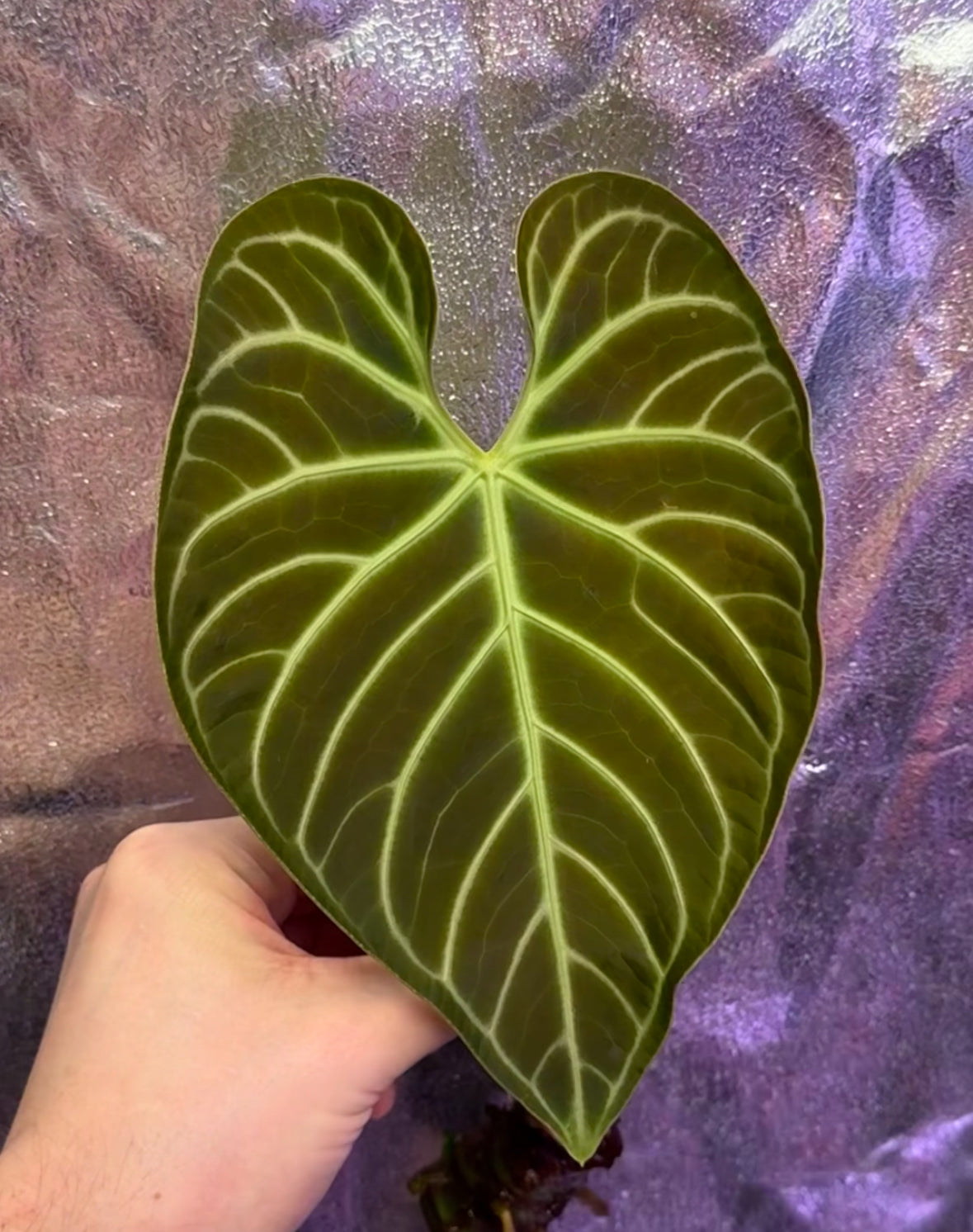 Anthurium Regale