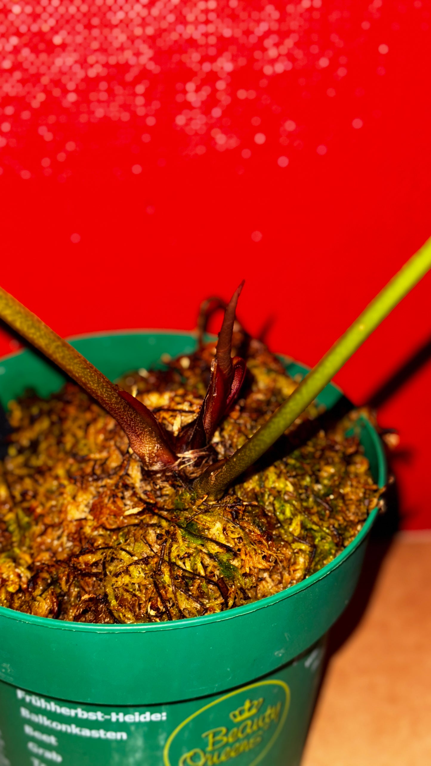 A. Magnificum x warocqueanum