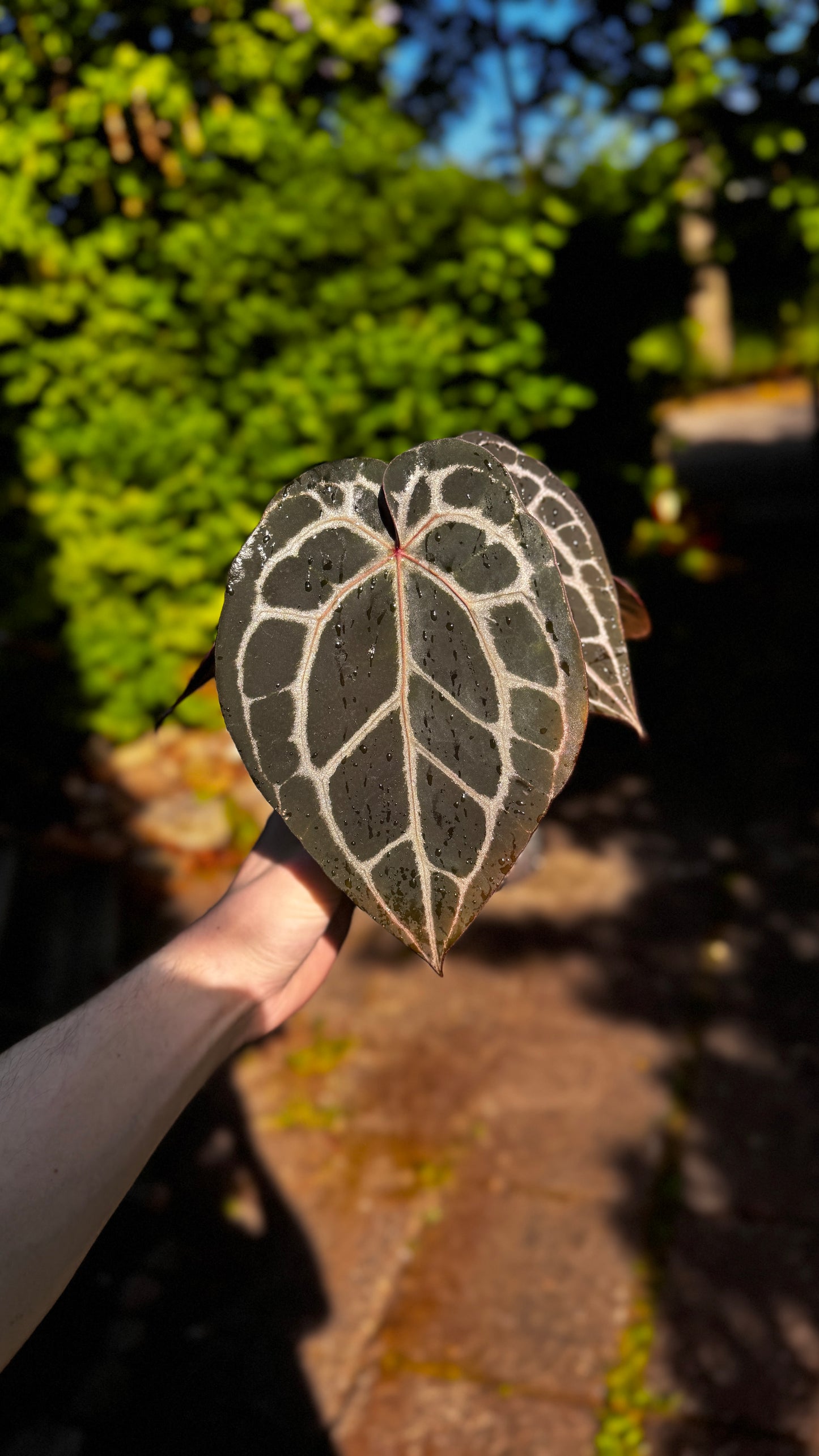 Anthurium Doc block Michelle klone