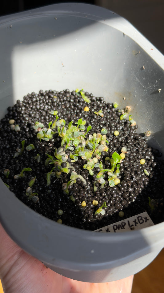 Anthurium hybrid spire