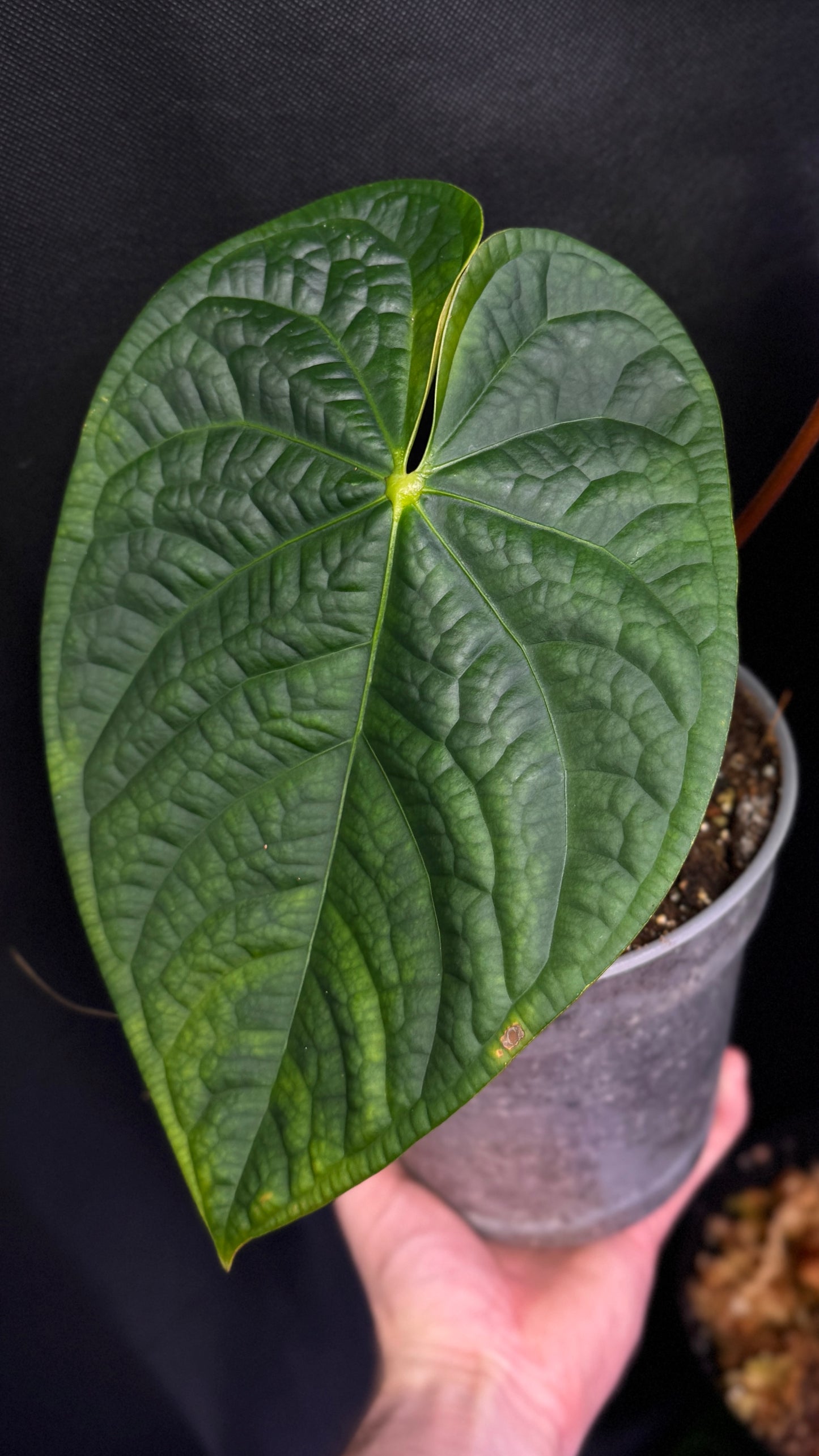Anthurium magnificum x luxurians