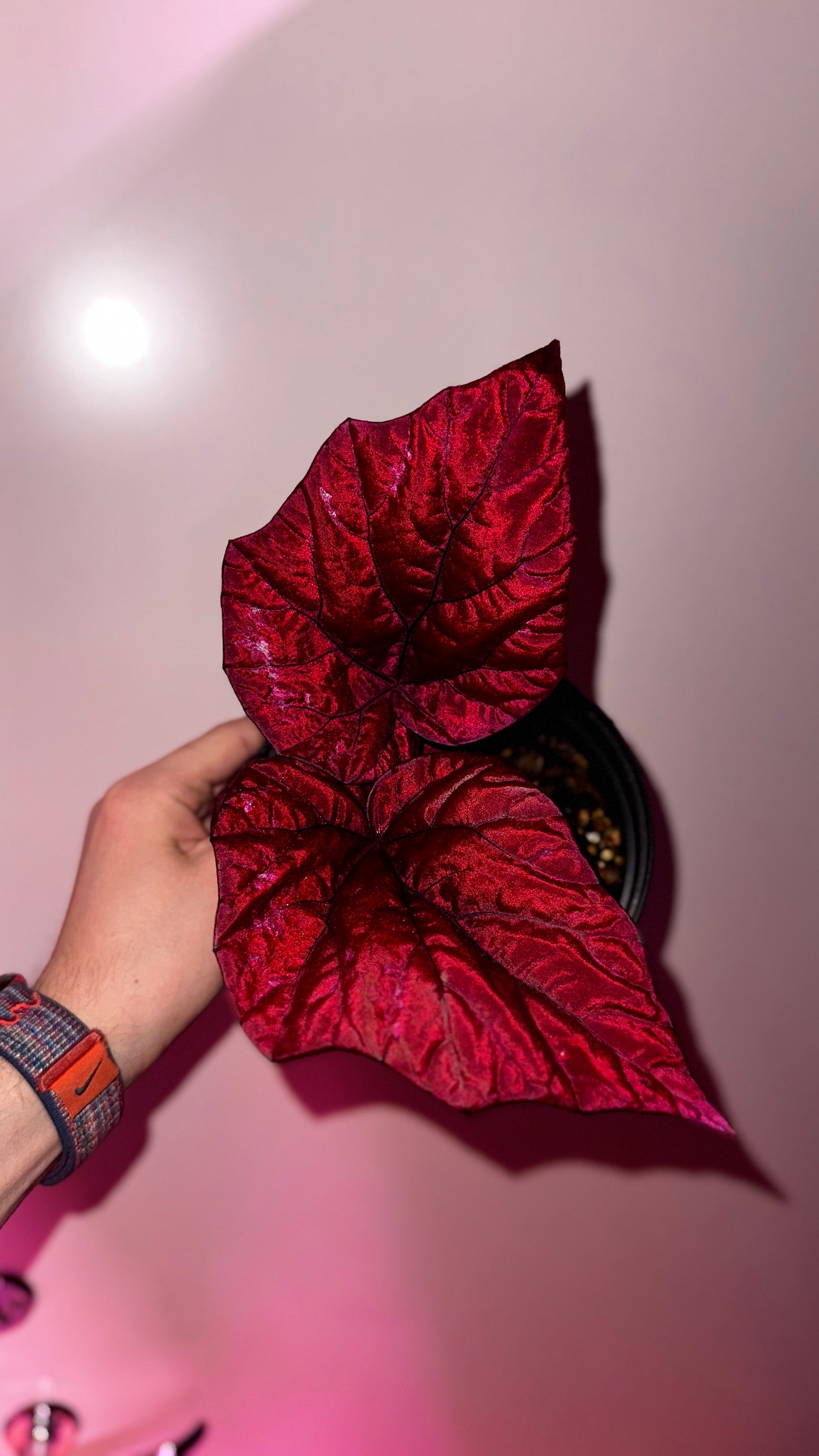 Begonia Rex «inca flame»