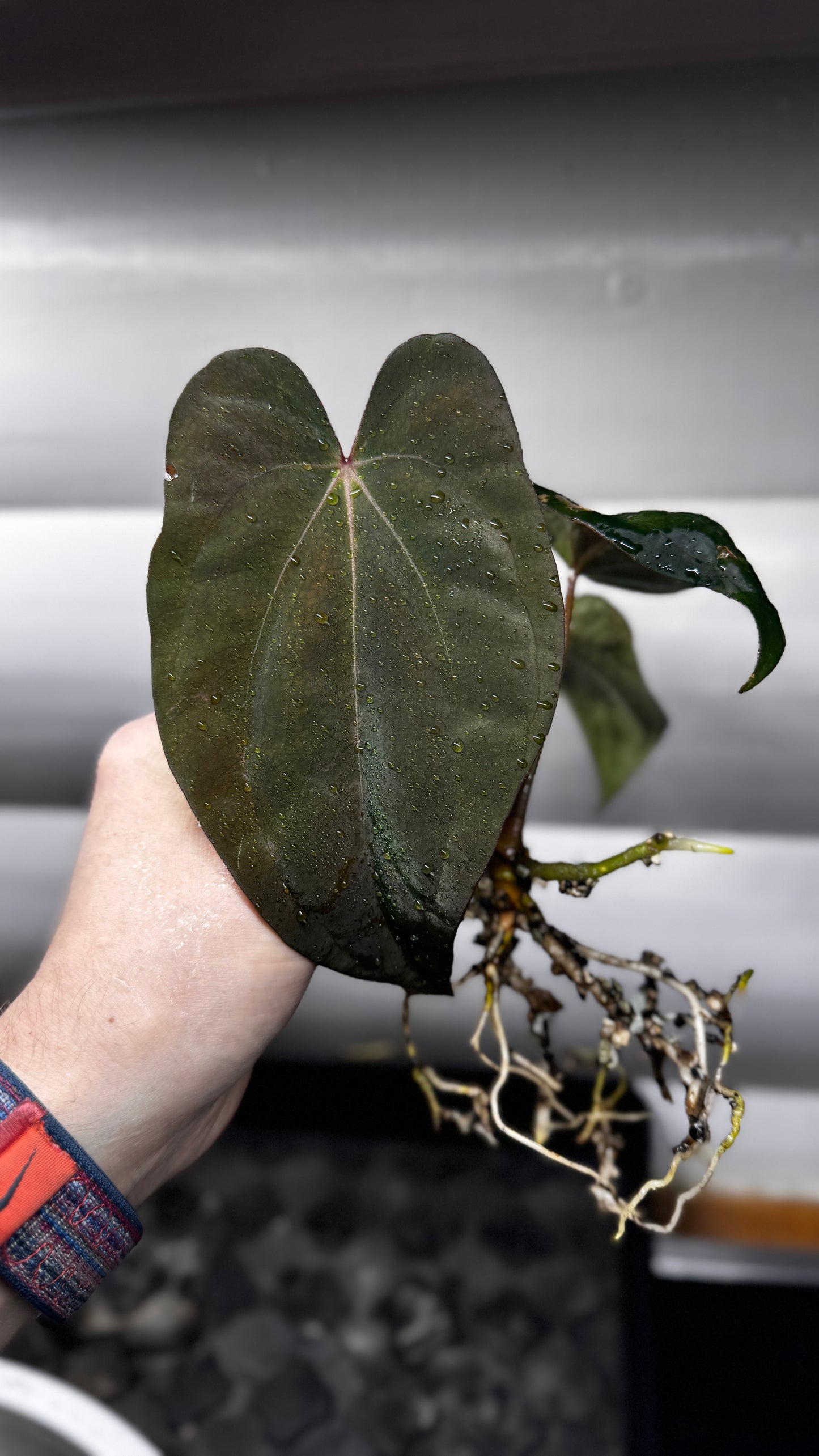 Anthurium Hybrid
