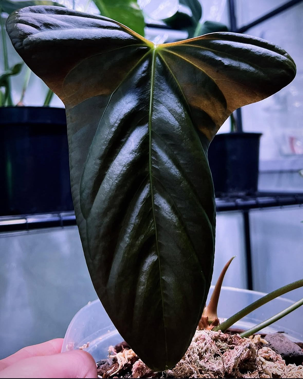 Anthurium (Antolakii round x RA1) x (Subsignatum x pap «Marie»)