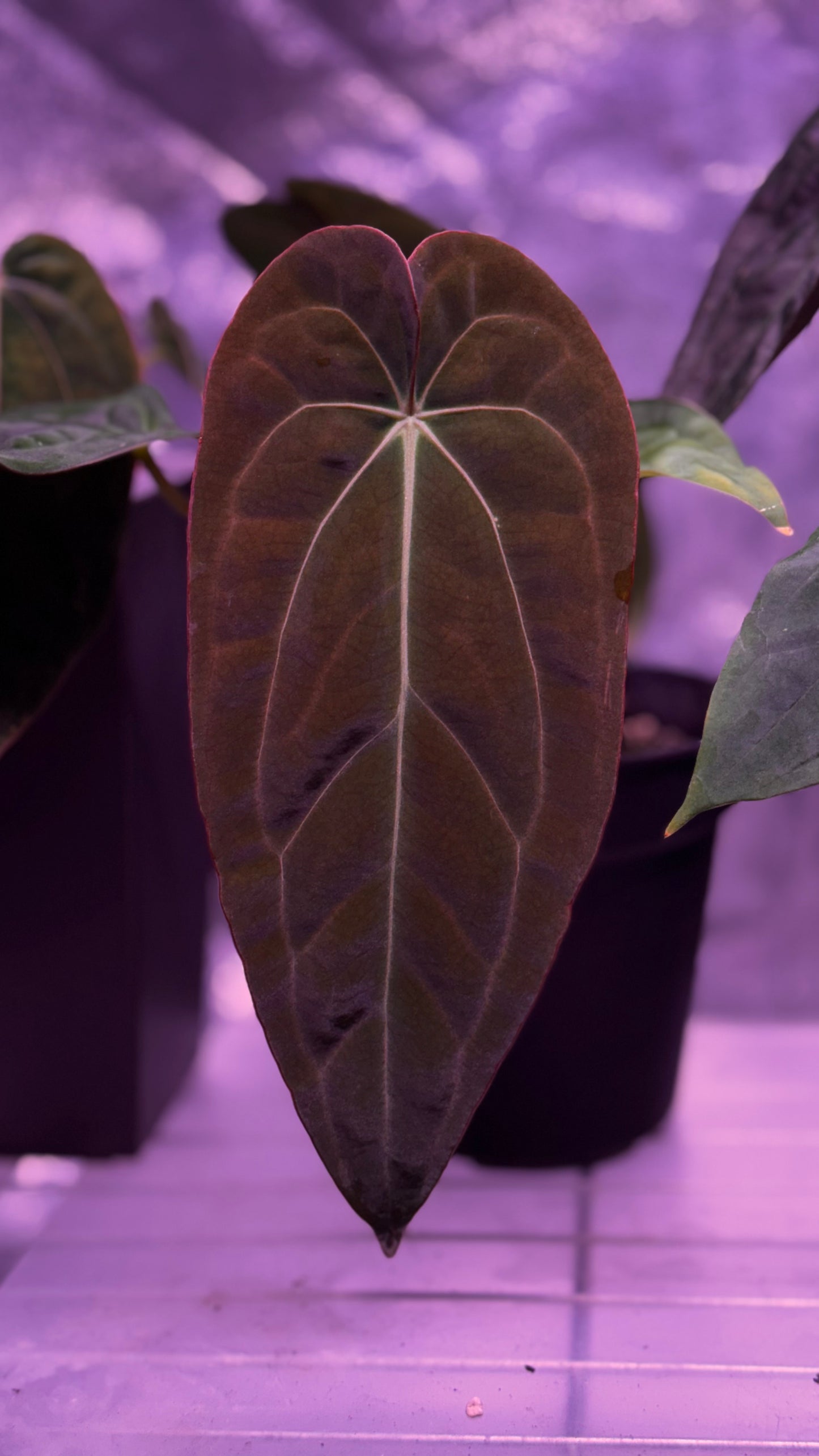 Anthurium papillilaminum (long x bullet) x carlablackiae klone