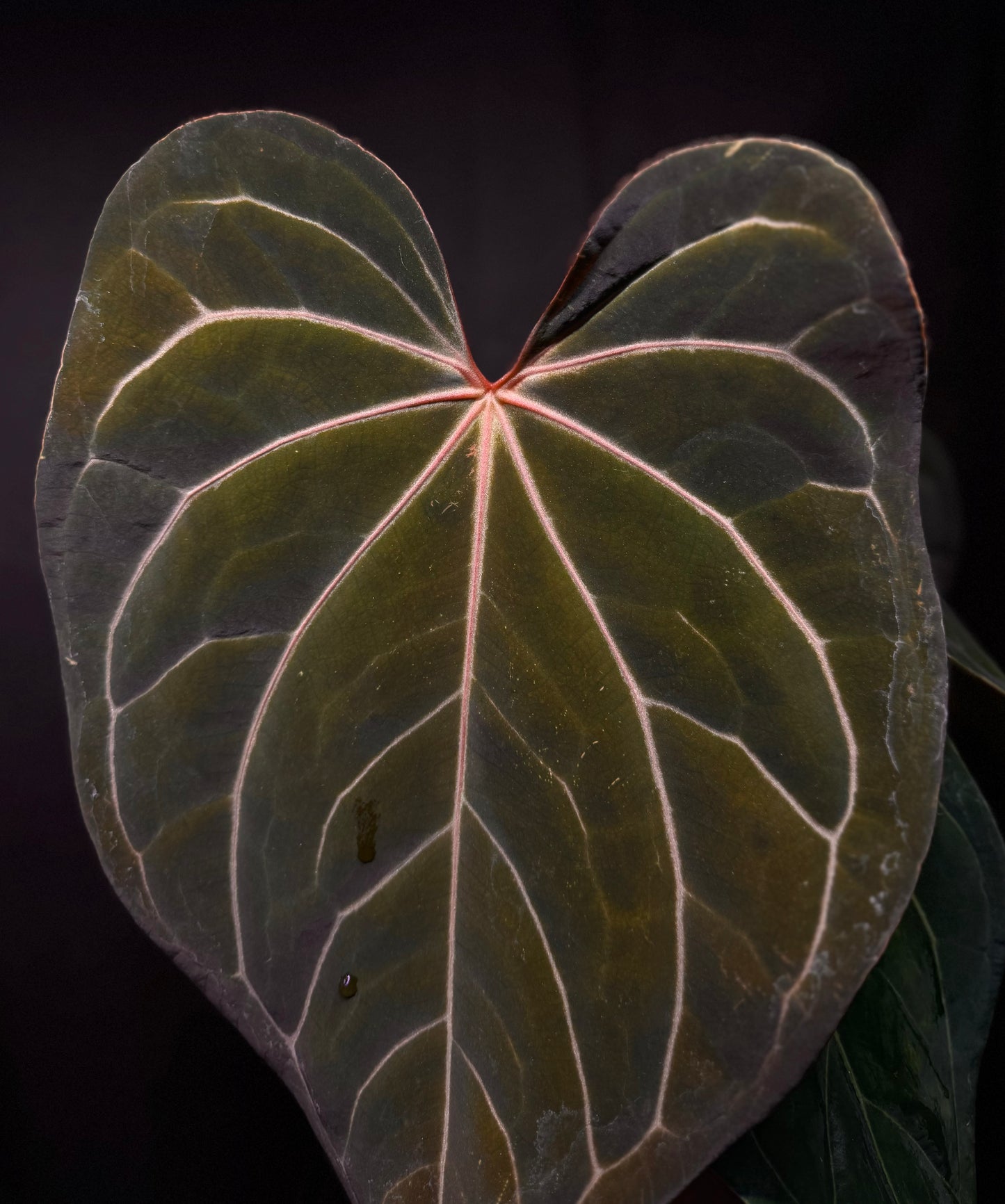 Anthurium Carlablackiae x Papillilaminum F2 Buttcut