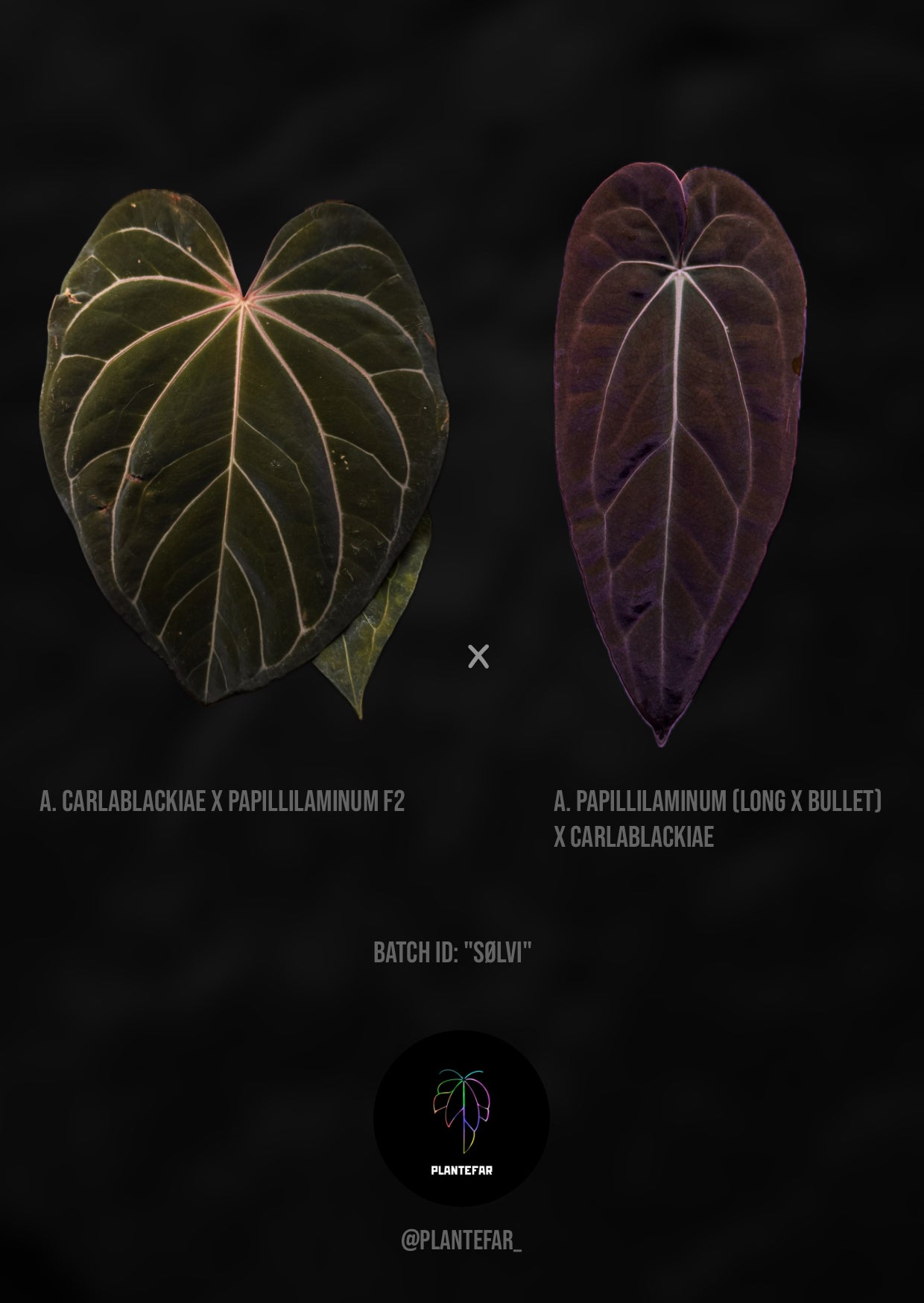 Anthurium (Carlablackiae x papillilaminum F2) x papillilaminum (Long x Bullet) x carlablackiae