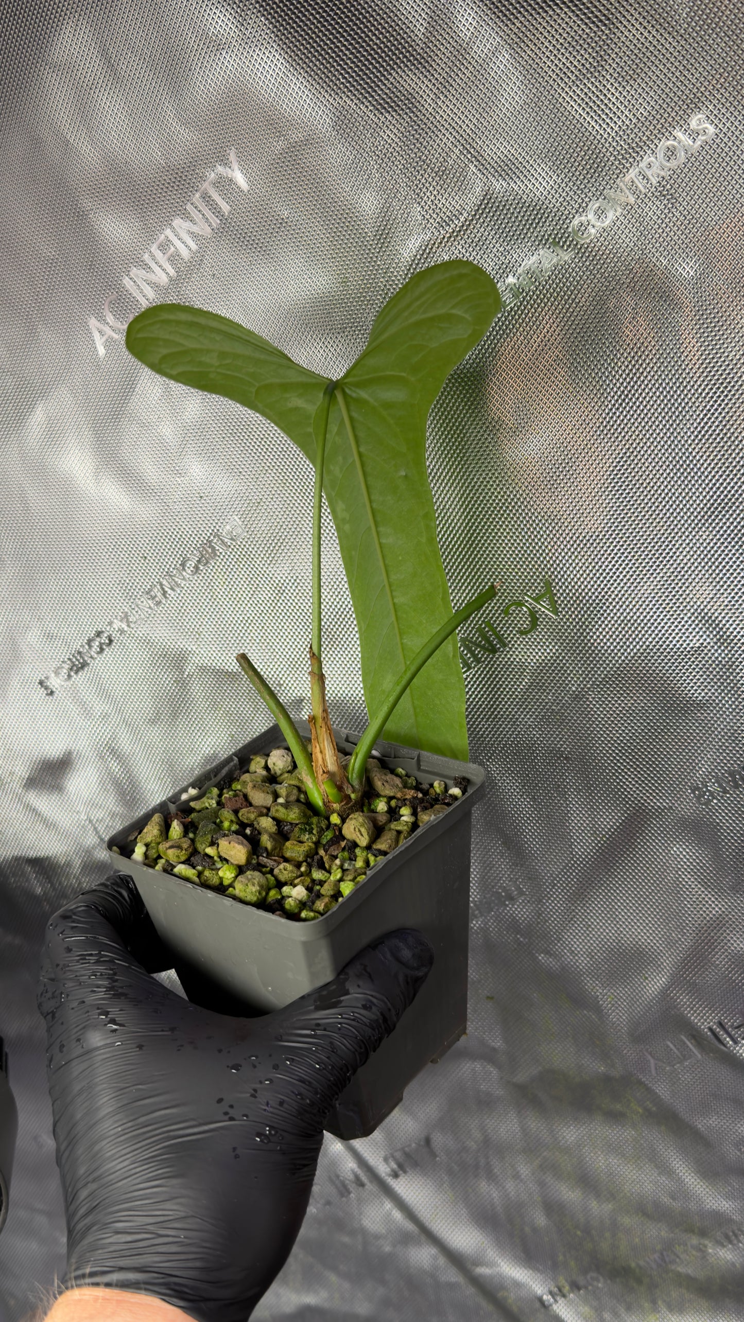 Anthurium Falcatum