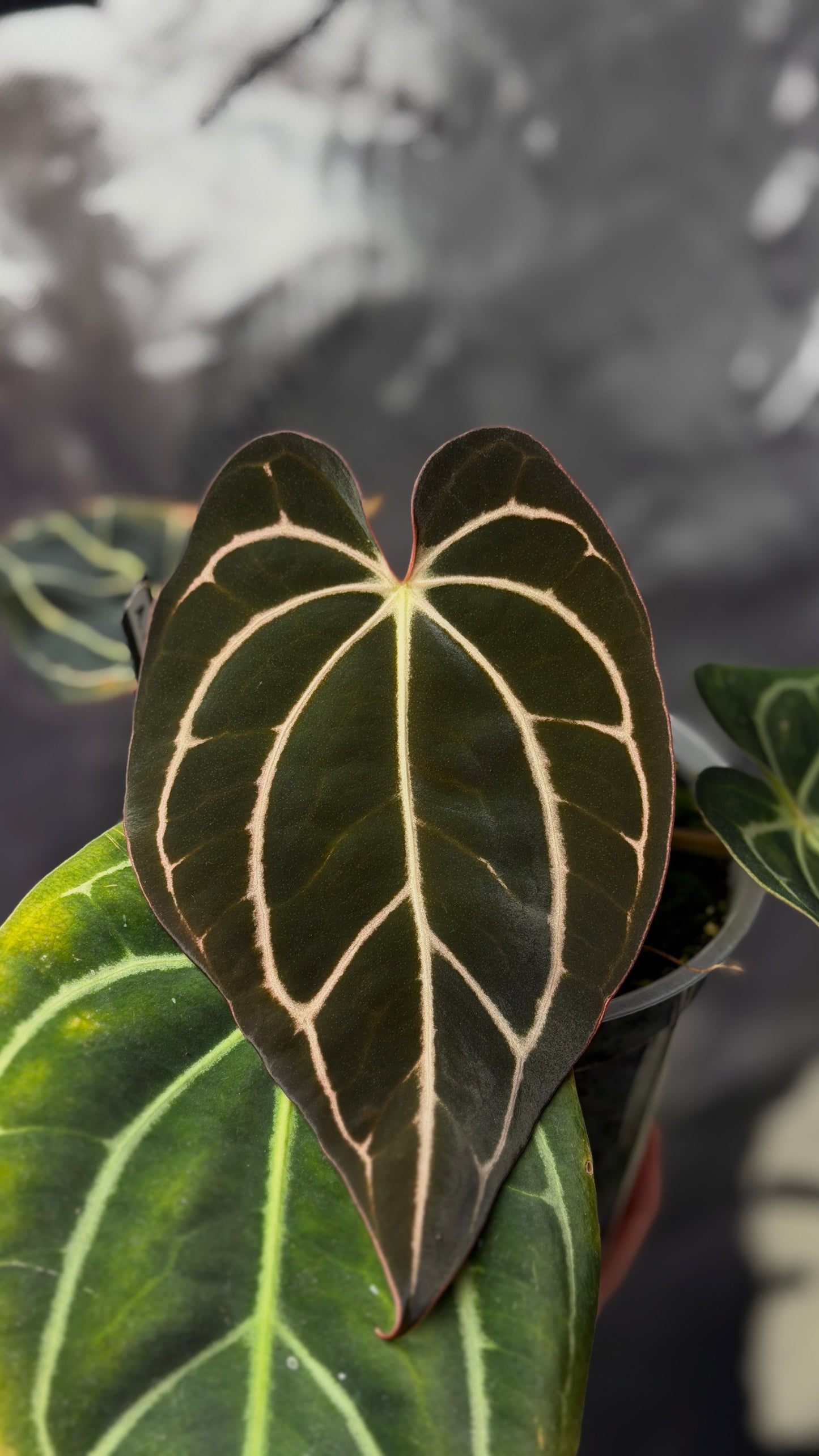 Anthurium Carlablackiae RA4 x OG1 Klone