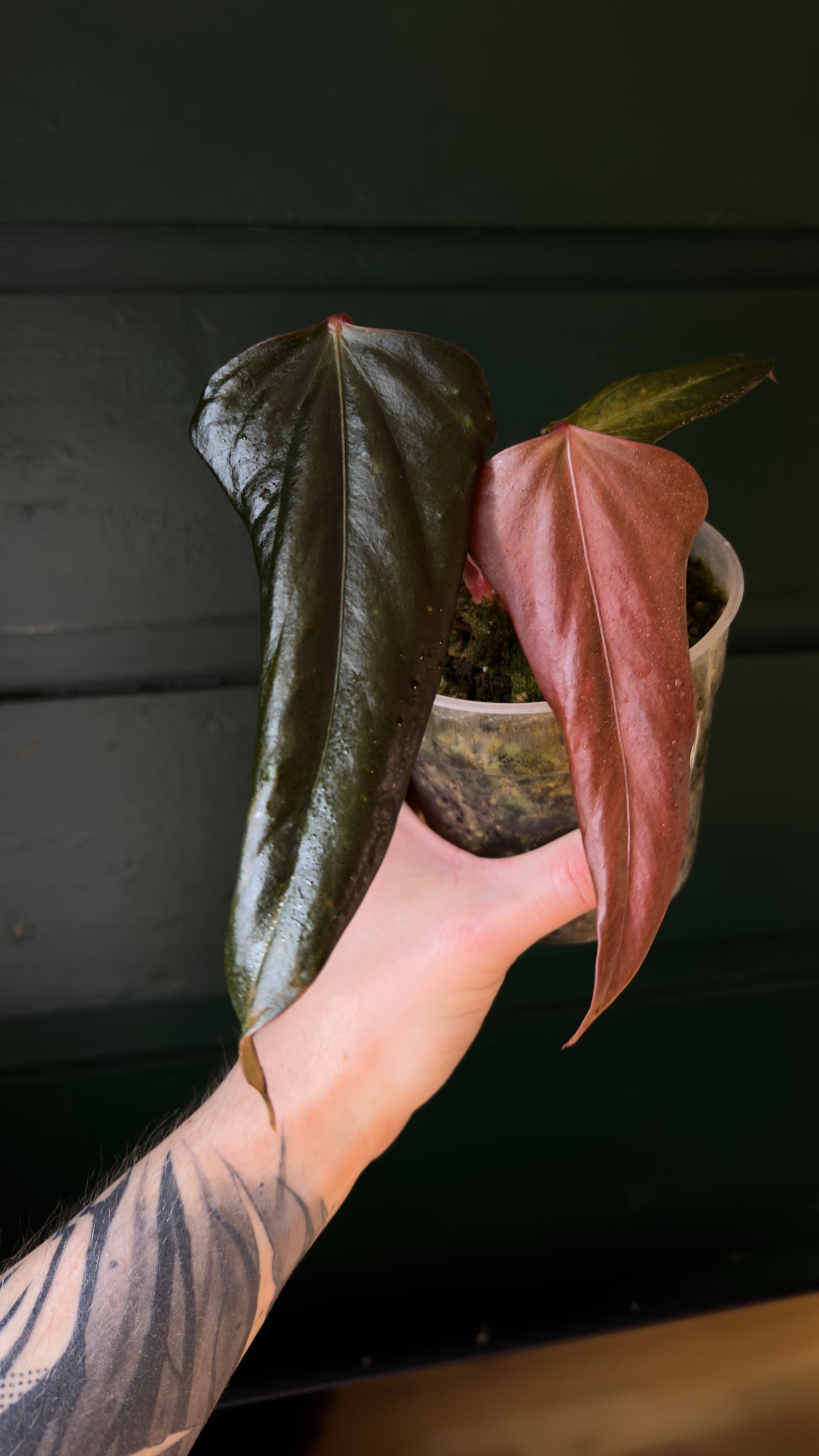 A. Portillae dark form x self klone