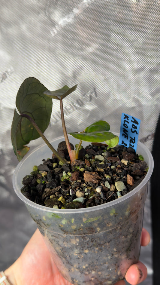 Anthurium Ace of spades (tezula) klone
